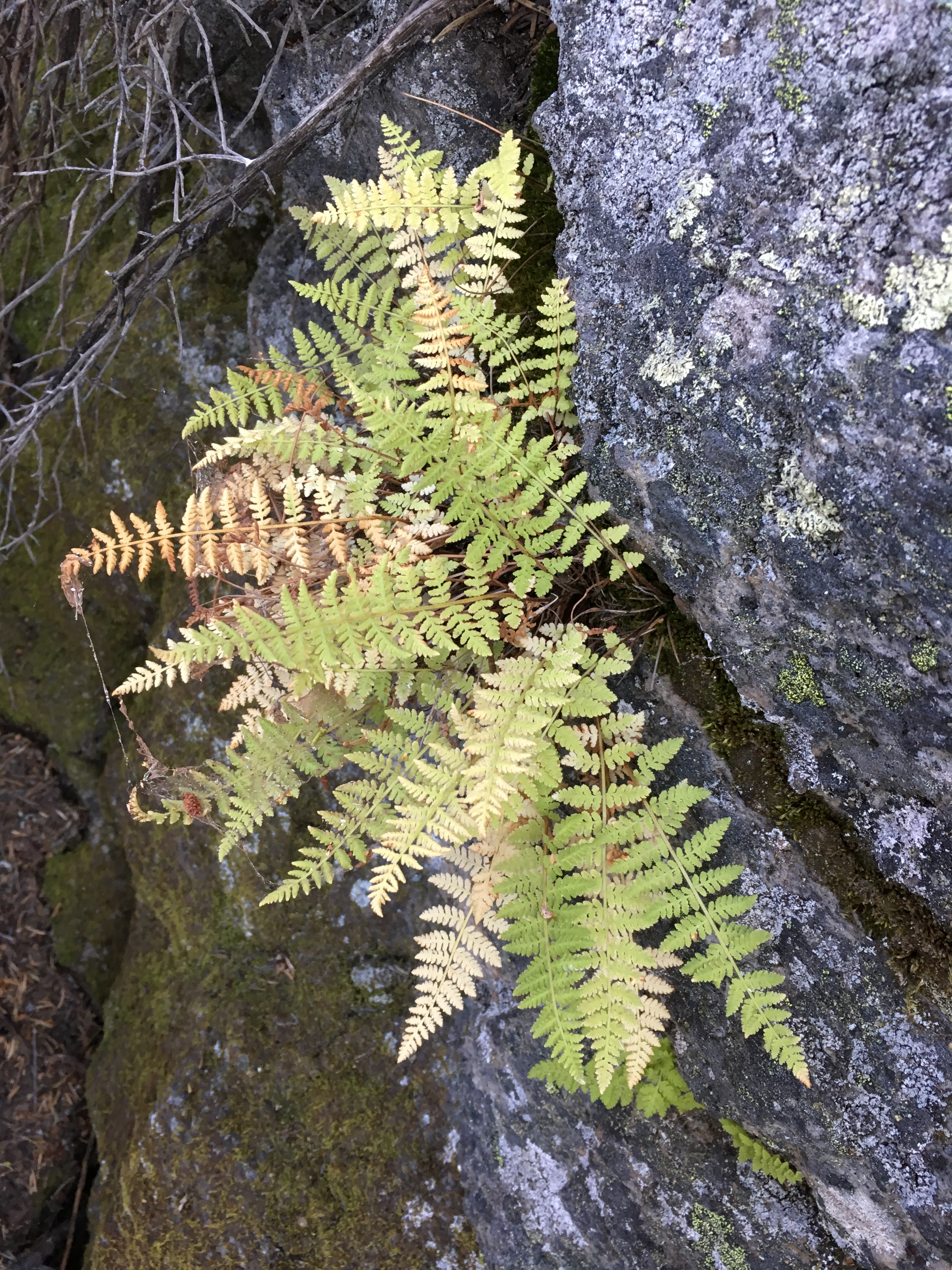 <i>Woodsia scopulina</i>; Mountain Cliff Fern
