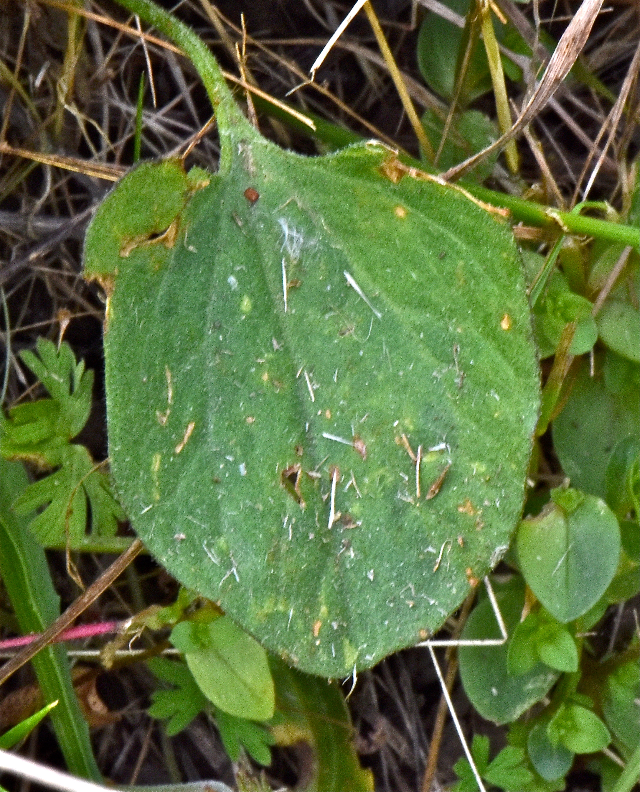 <i>Calystegia subacaulis ssp. subacaulis</i>