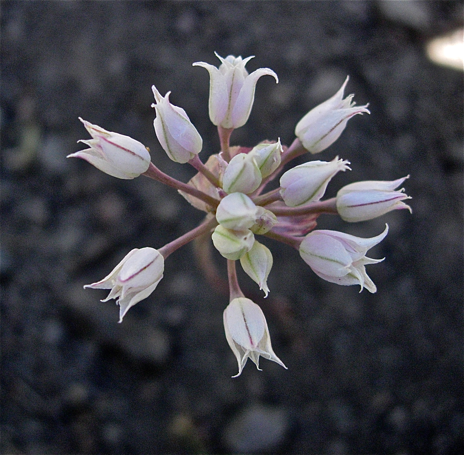 <i>Allium geyeri</i>