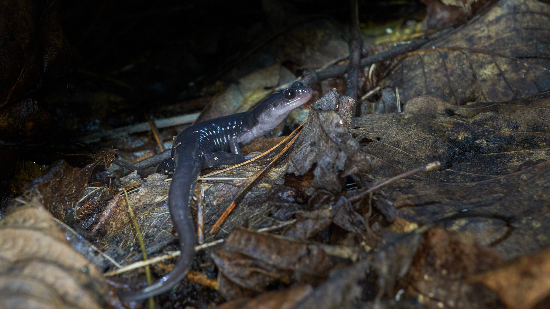 <i>Plethodon meridianus</i>; Southern Gray-cheeked Salamander