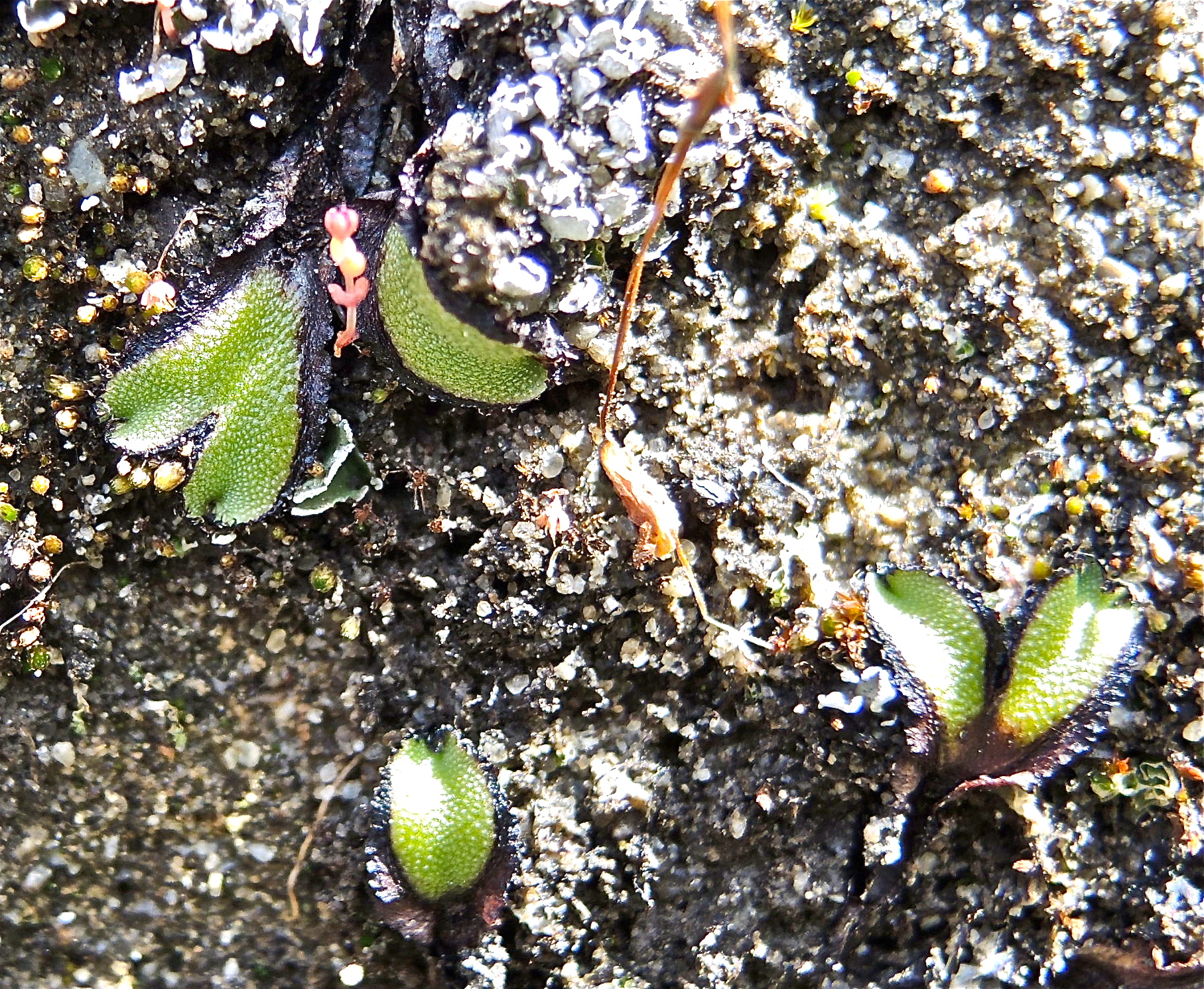 <i>Asterella californica</i>; California Liverwort