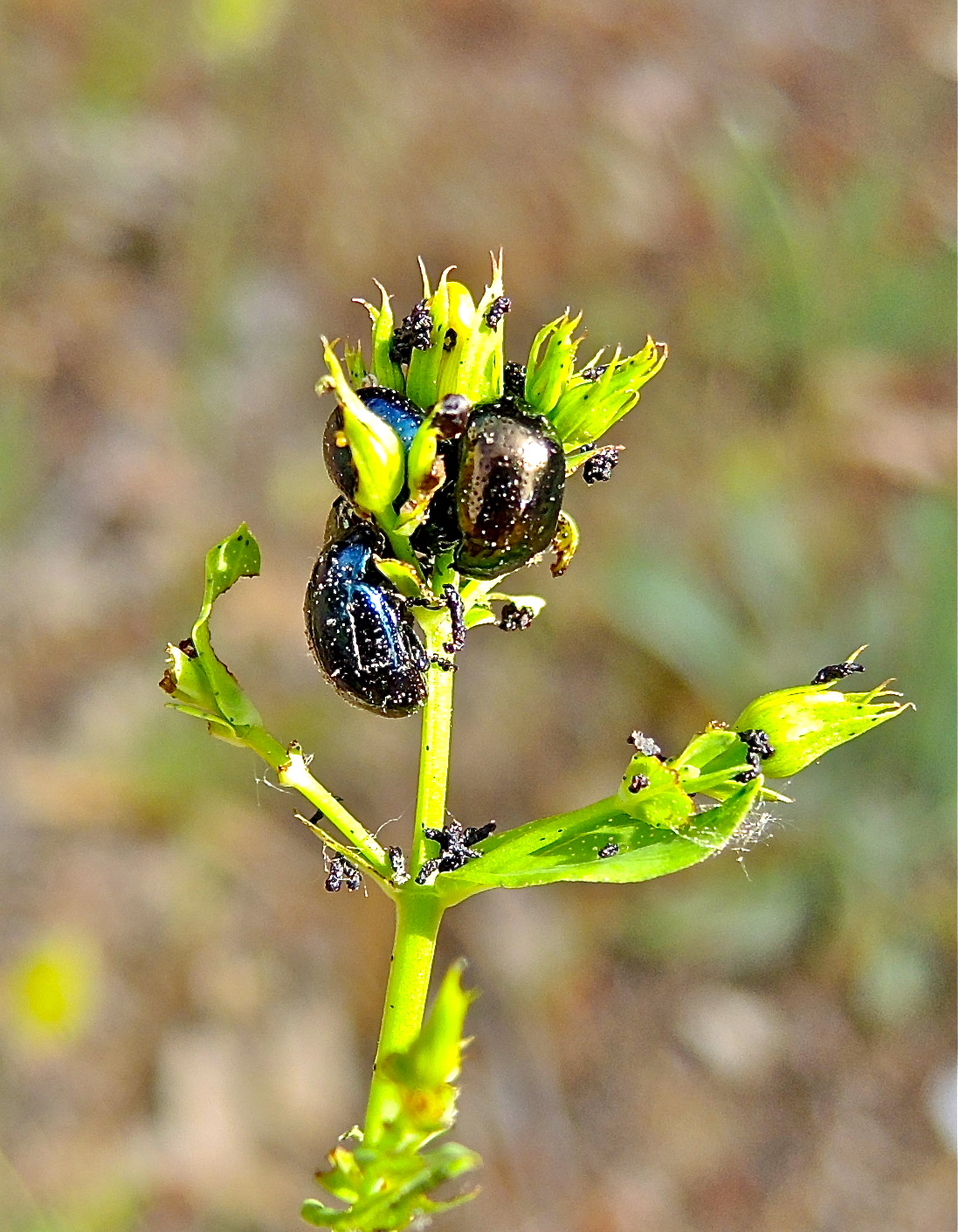 <i>Chrysolina quadrigemina</i>; Klamath Weed Beetle