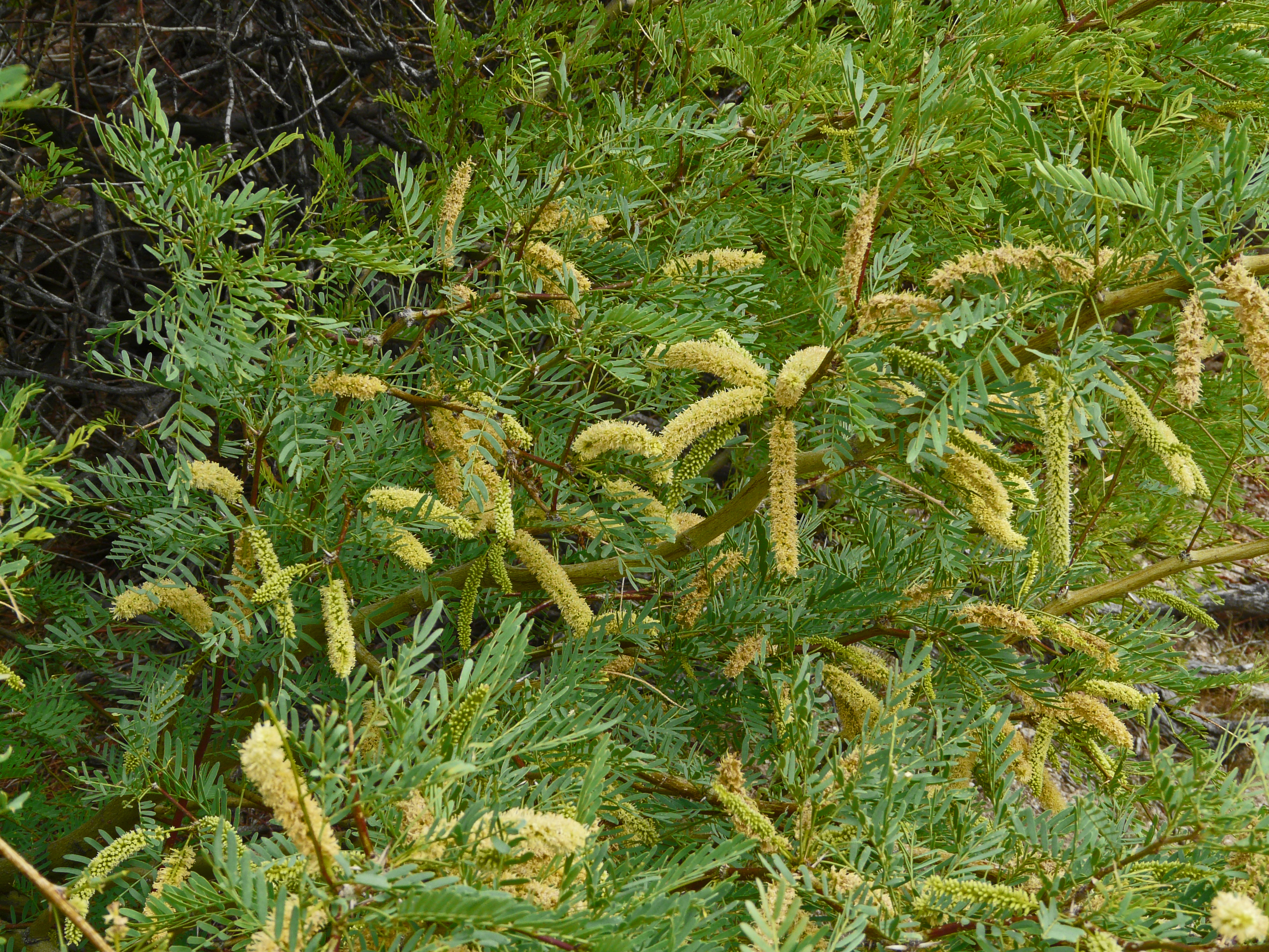 <i>Prosopis glandulosa</i>; Mesquite