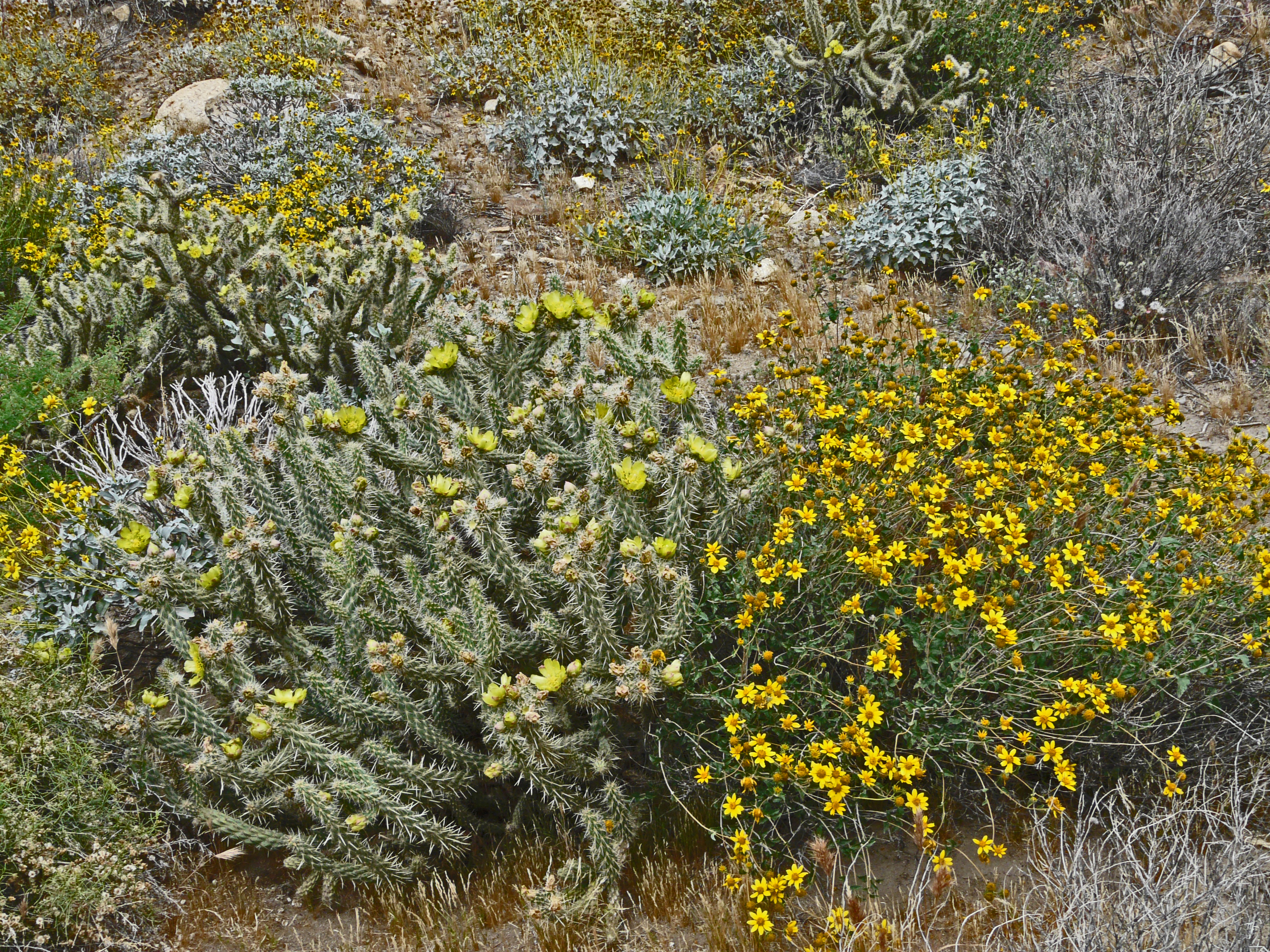 <i>Bahiopsis parishii</i>; Desert Sunflower; <small>(shown with <i><a href=/cgi/img_query?where-taxon=Cylindropuntia+ganderi&title_tag=Cylindropuntia+ganderi>Cylindropuntia ganderi</a></i>)</small>