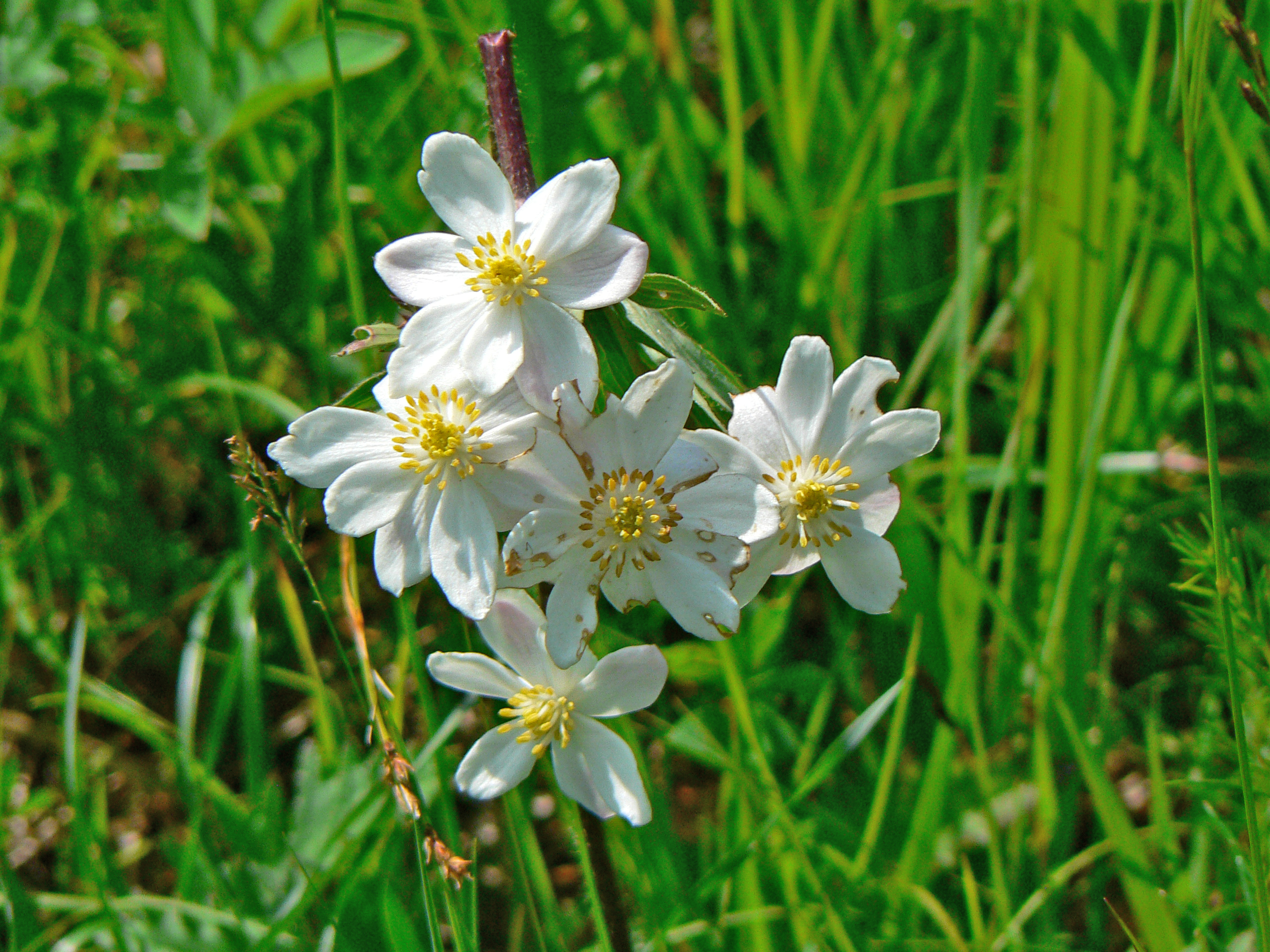<i>Anemone narcissiflora</i>; Narcissus-flowered Anemone