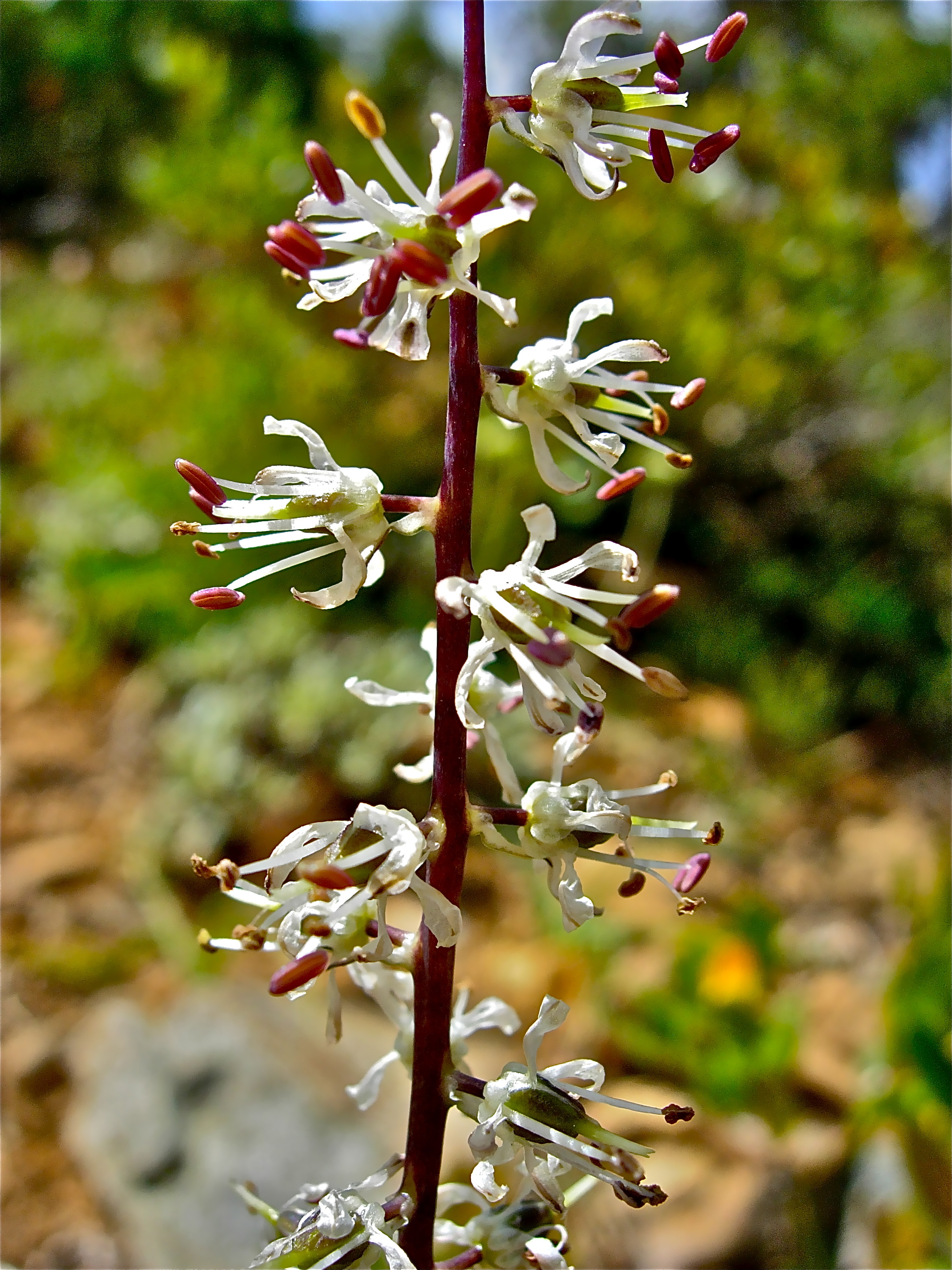 <i>Hastingsia serpentinicola</i>