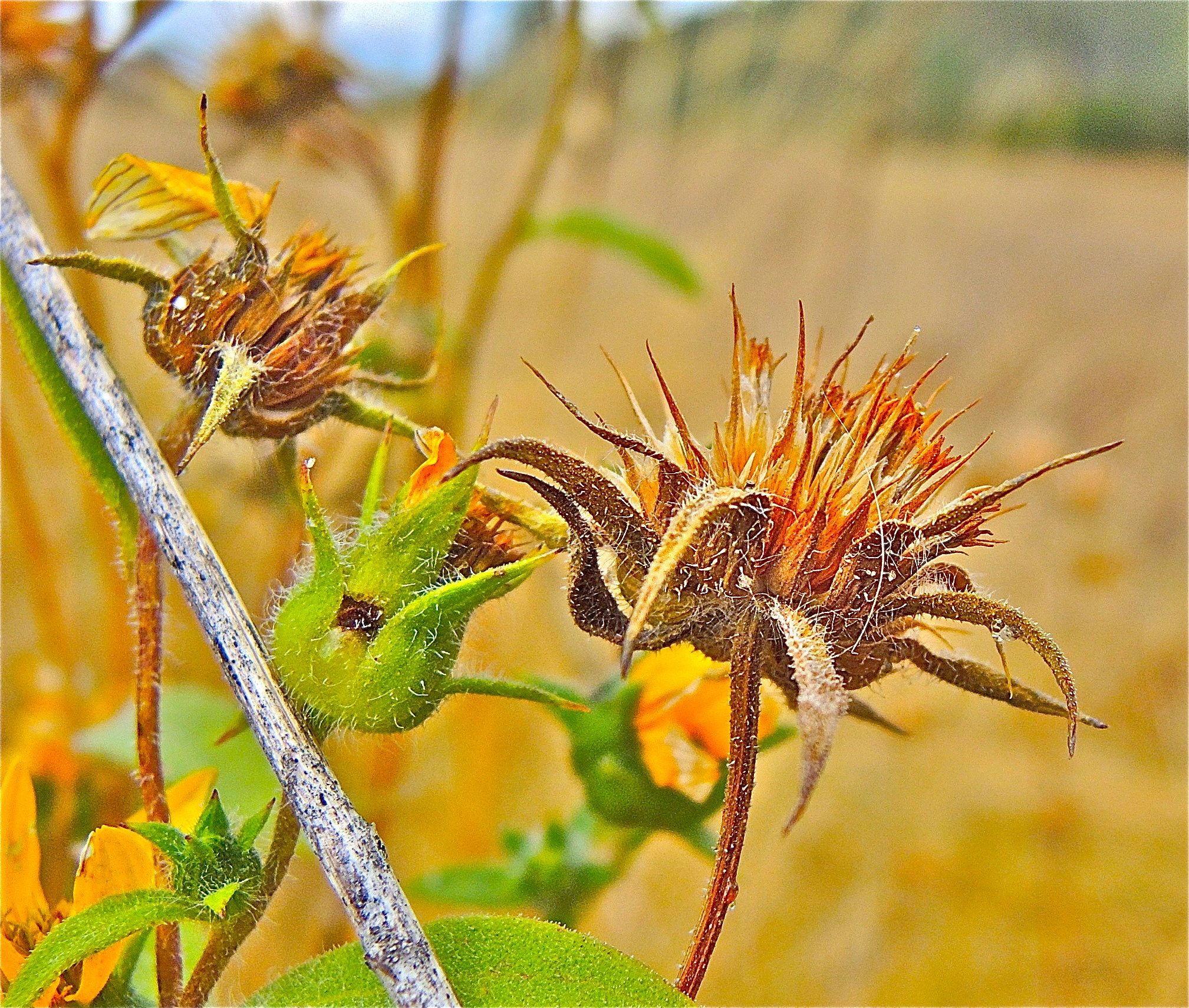 <i>Helianthus exilis</i>; Serpentine Sunflower