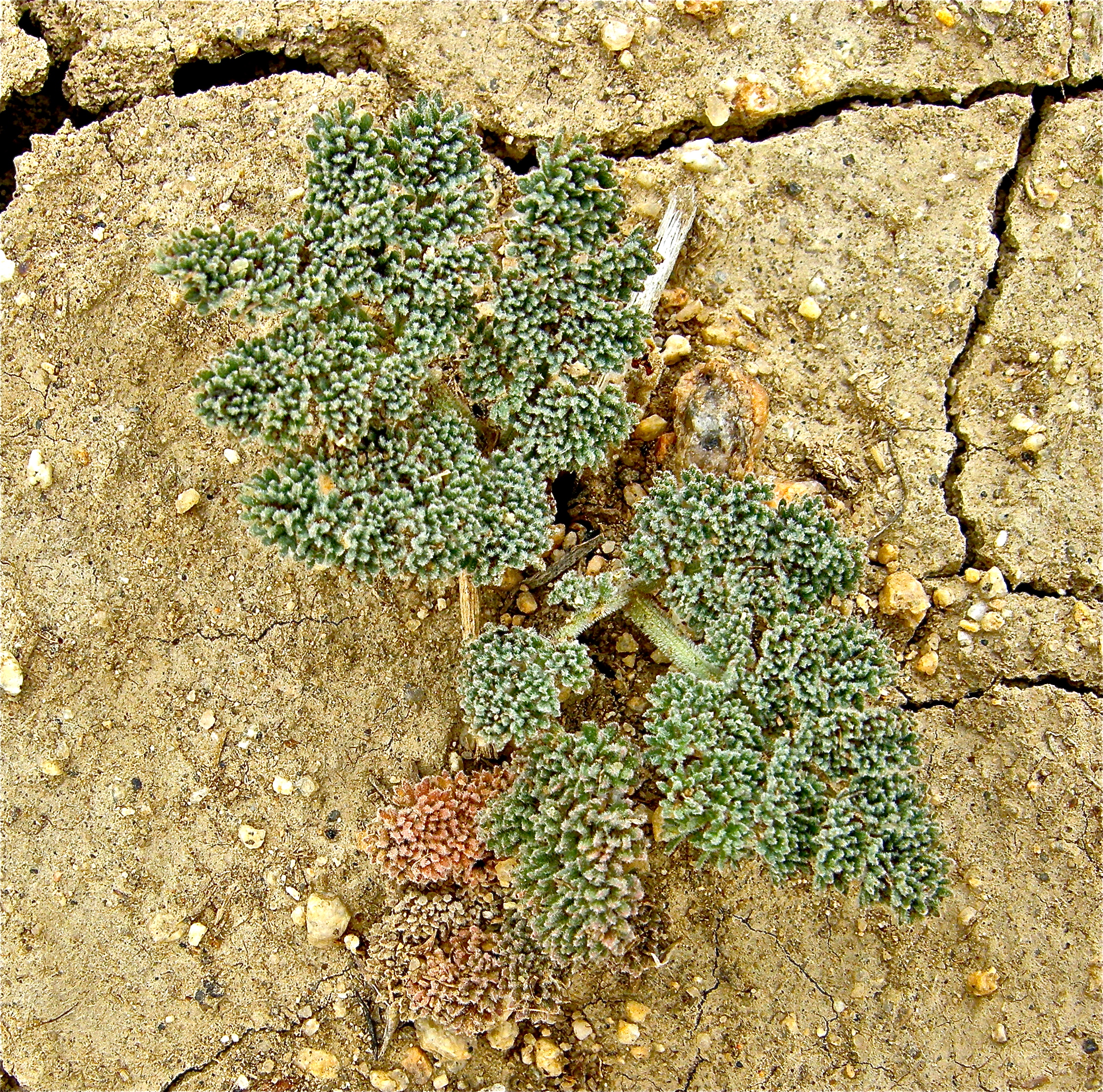 <i>Lomatium foeniculaceum ssp. macdougalii</i>