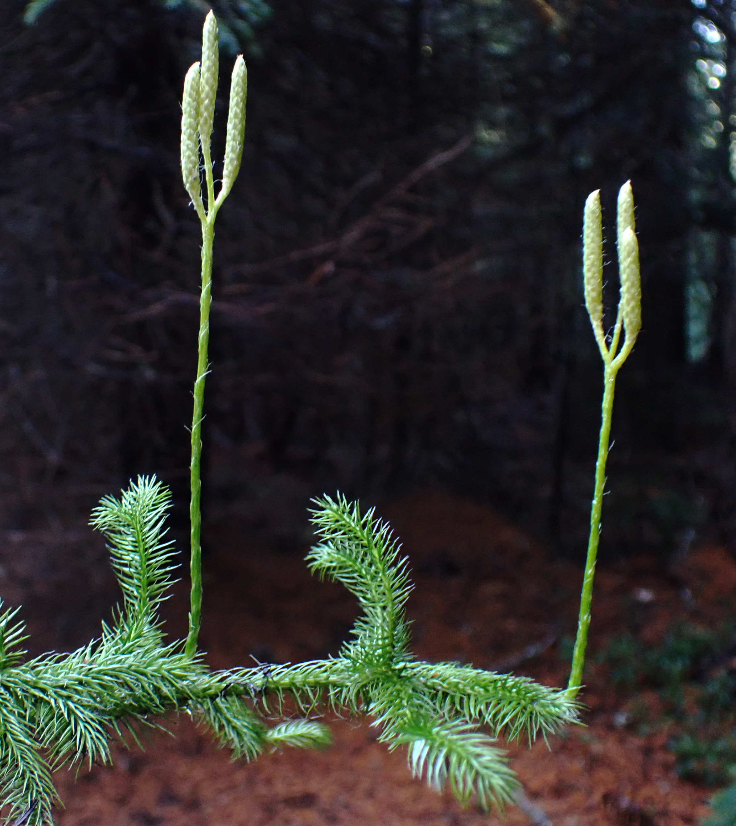 <i>Lycopodium clavatum</i>; Running-pine
