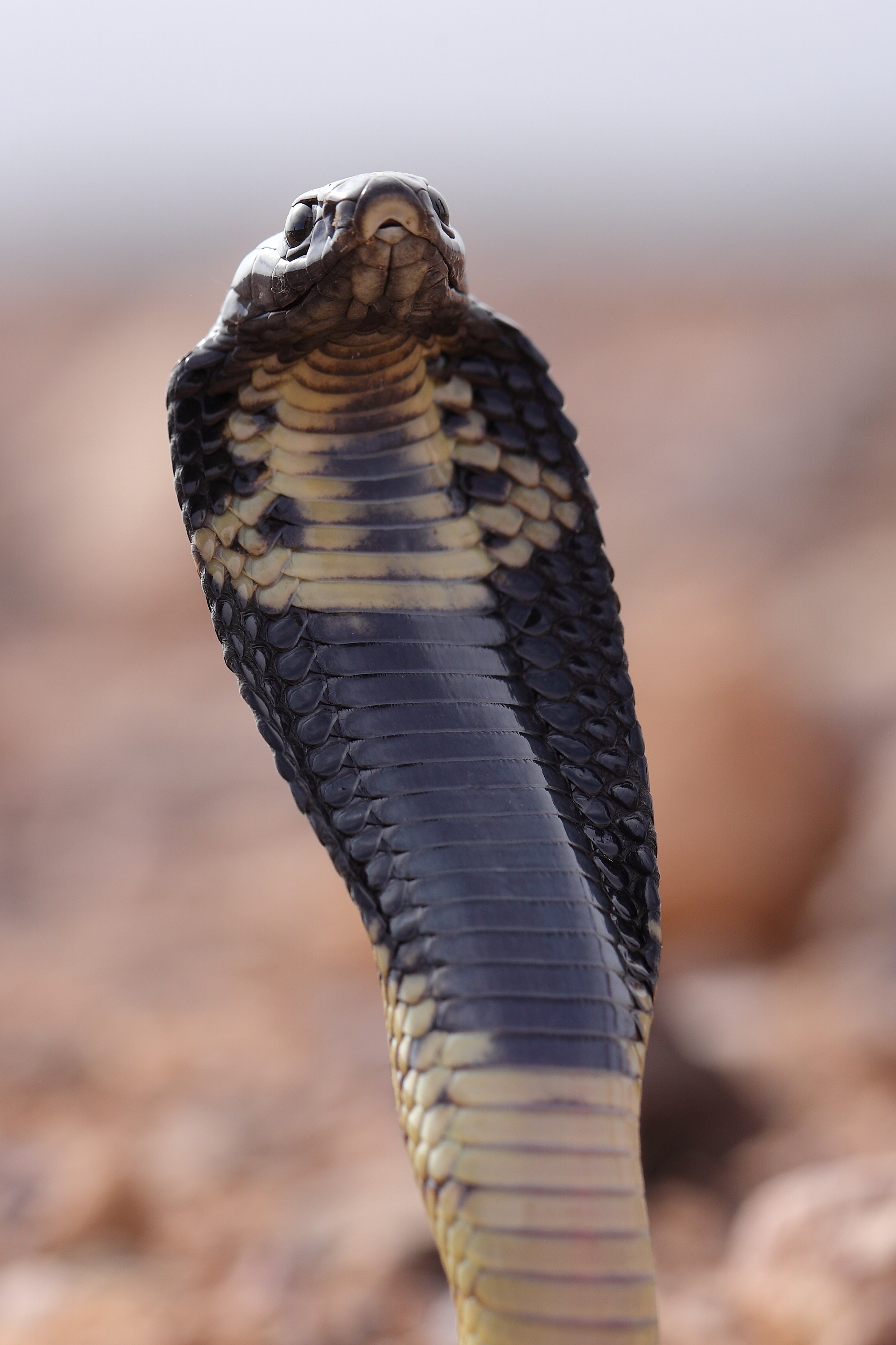 <i>Naja haje</i>; Egyptian Cobra
