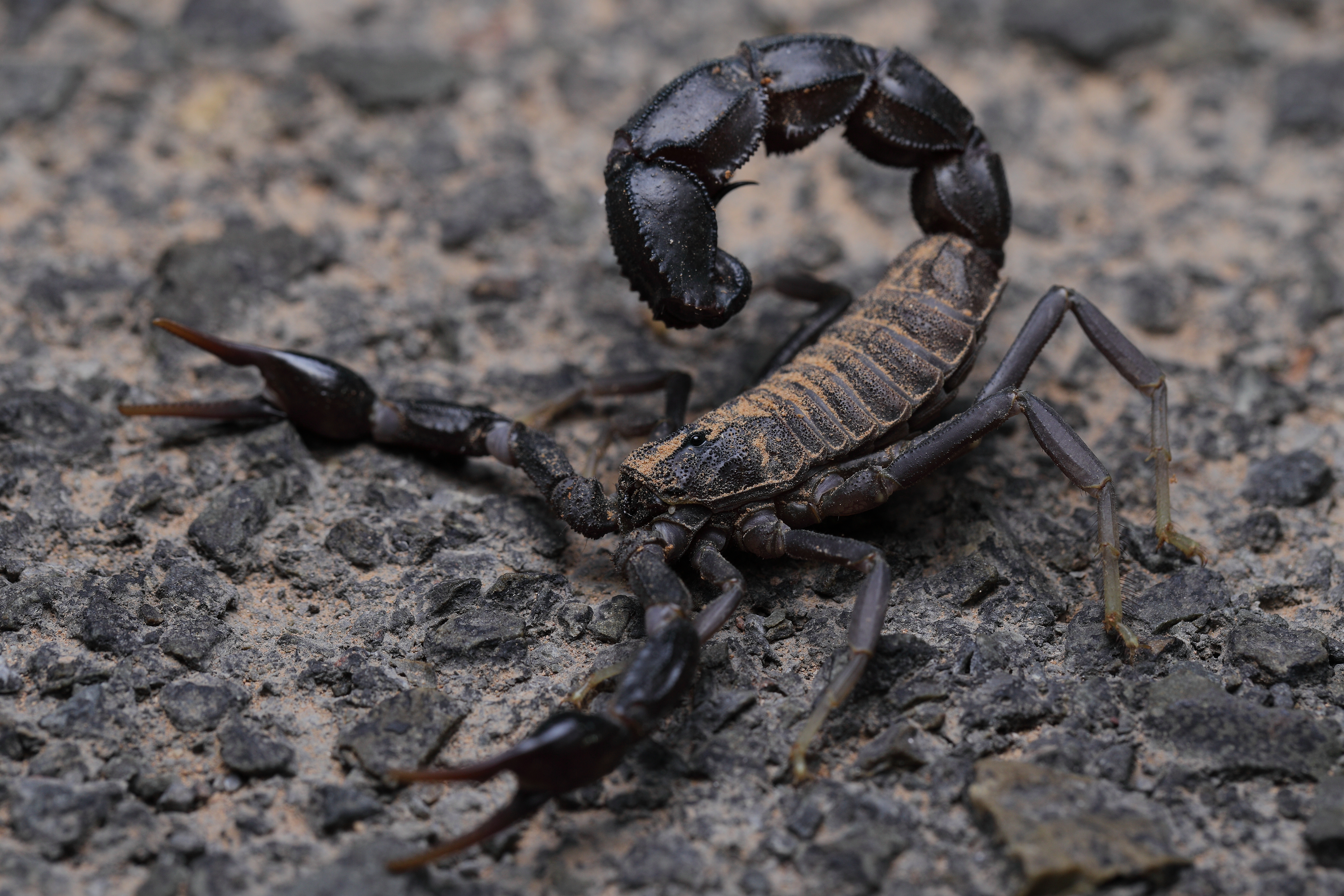 <i>Androctonus crassicauda</i>; Arabian Fat-tailed Scorpion