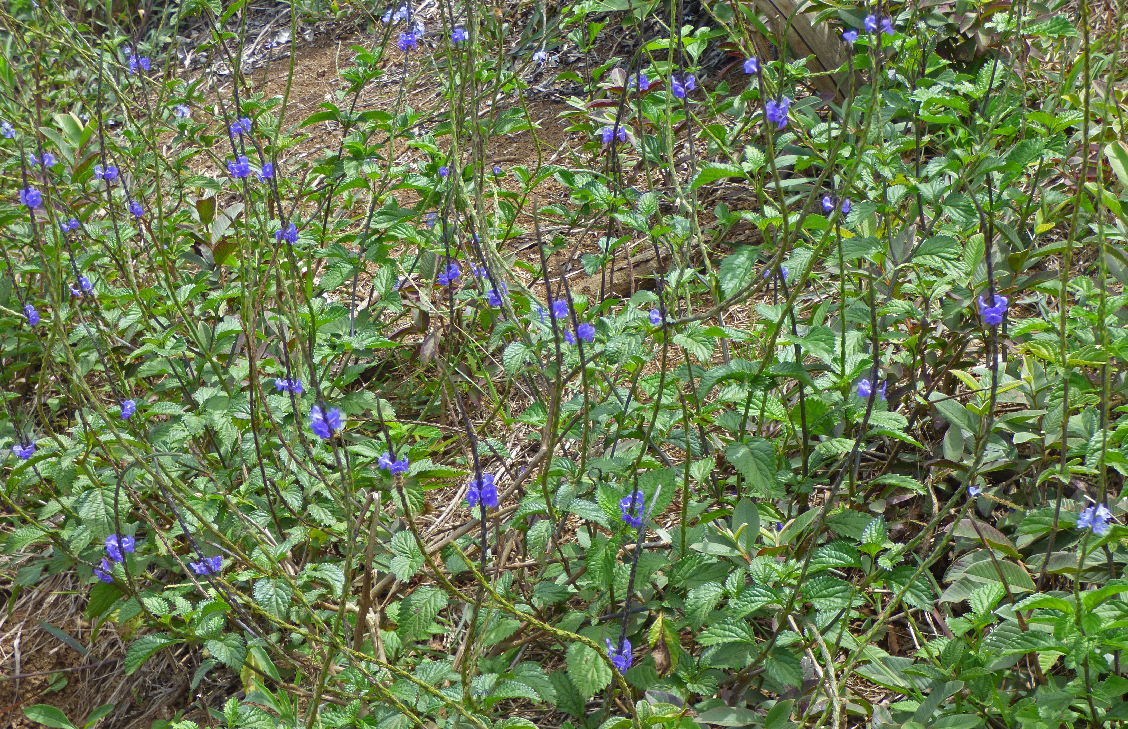 <i>Stachytarpheta cayennensis</i>; Blue Snakeweed