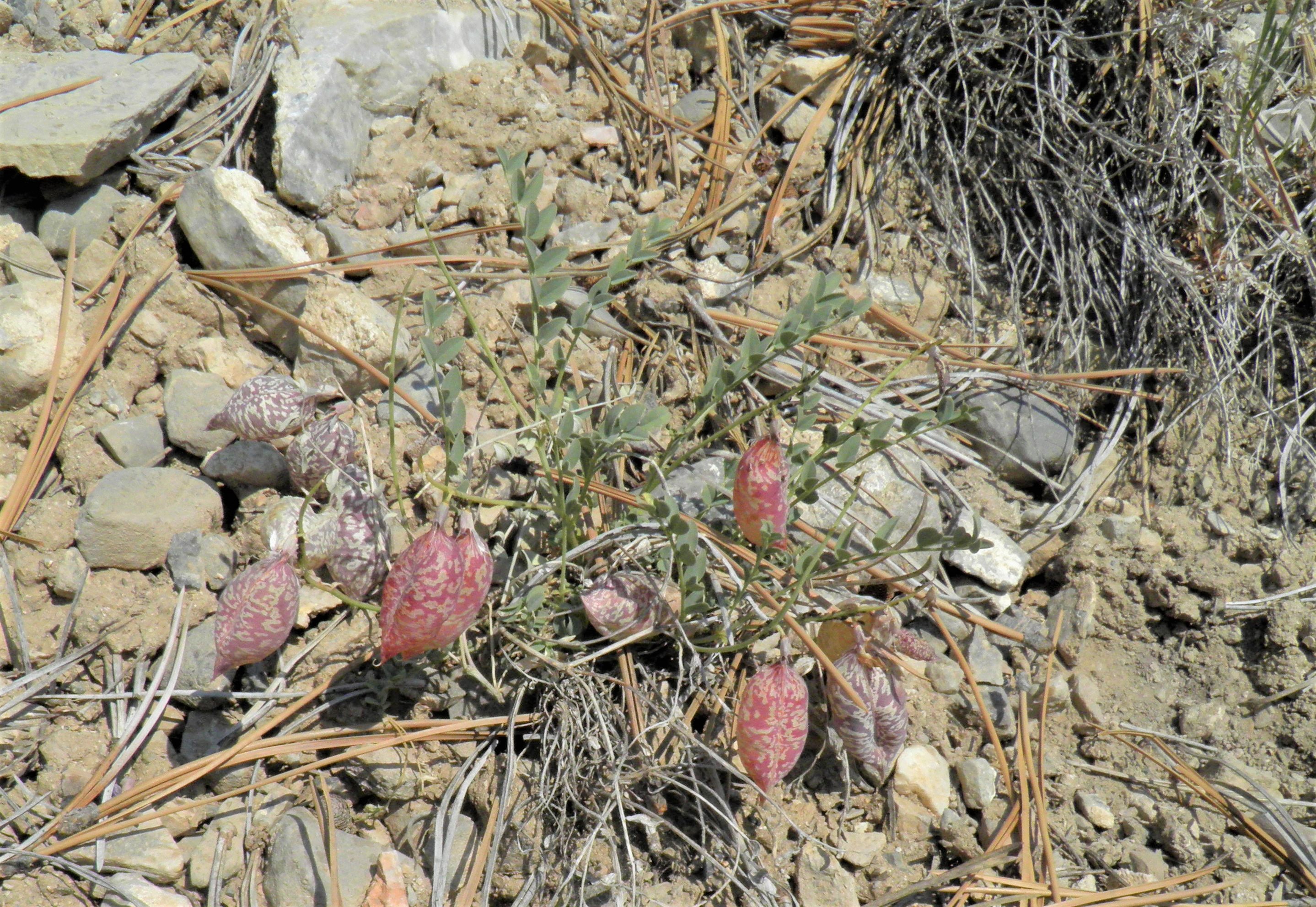 <i>Astragalus oophorus var. clokyanus</i>; Egg Milkvetch