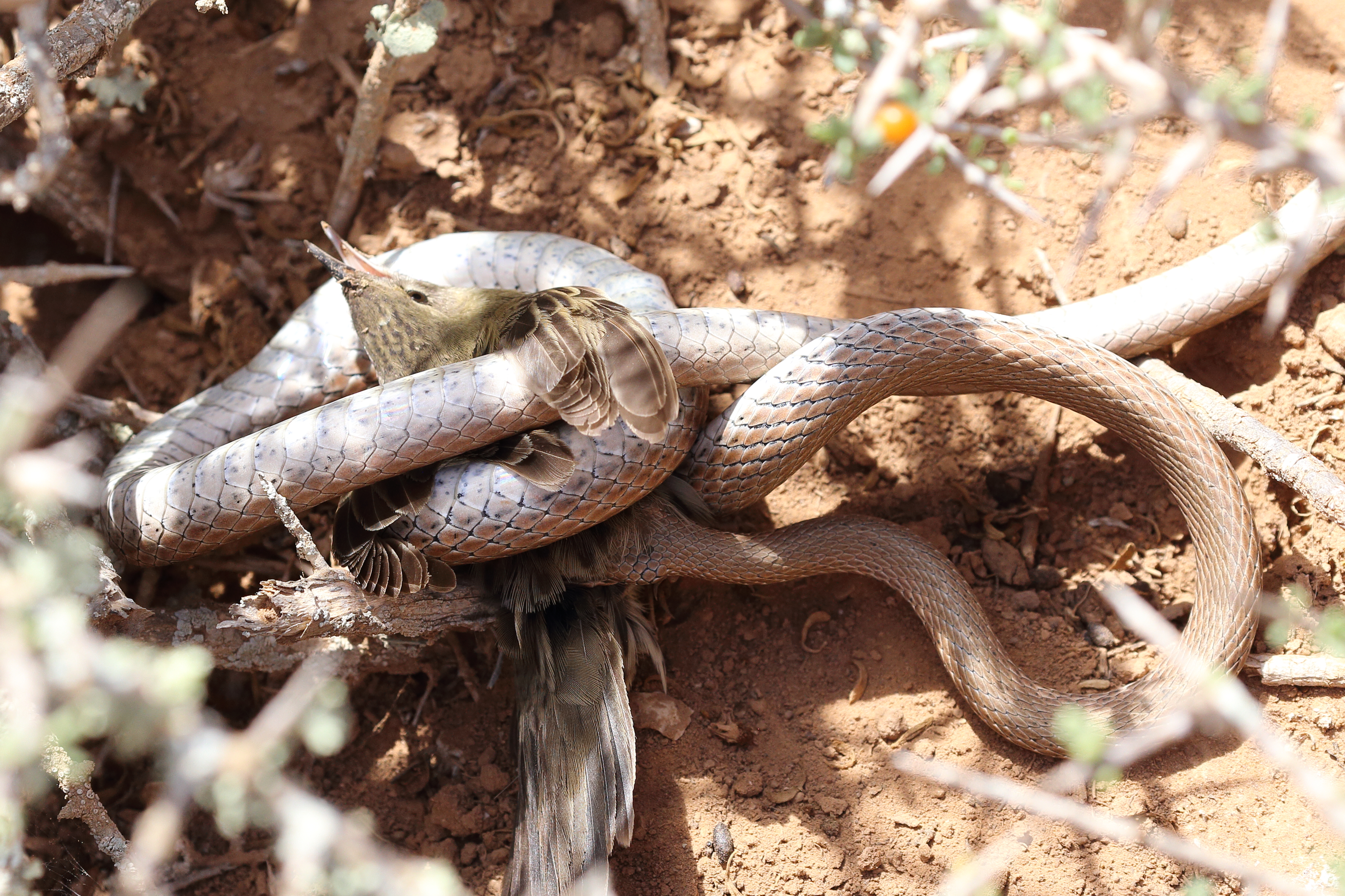 <i>Psammophis schokari</i>; Sand Snake; <small>(shown with <i><a href=/cgi/img_query?where-taxon=Locustella+naevia&title_tag=Locustella+naevia>Locustella naevia</a></i>)</small>