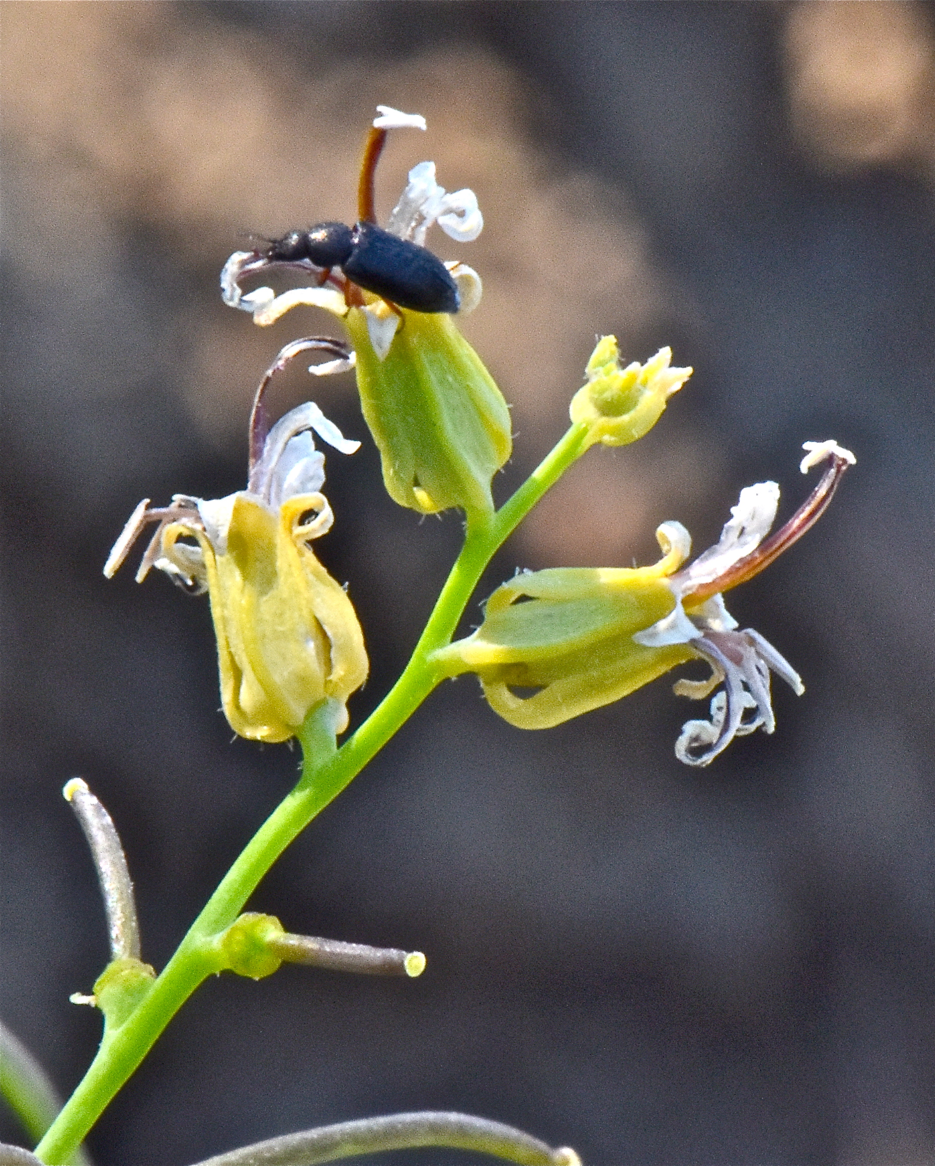 <i>Streptanthus drepanoides</i>