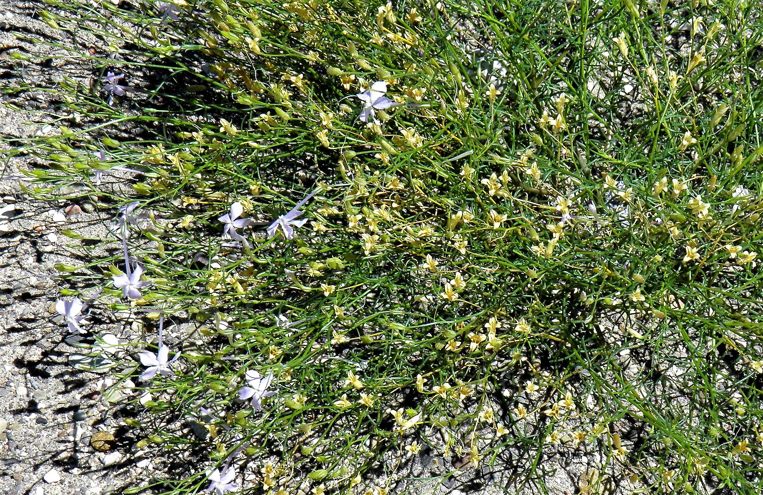 <i>Ipomopsis longiflora var. neomexicana</i>; Flaxflowered Ipomopsis