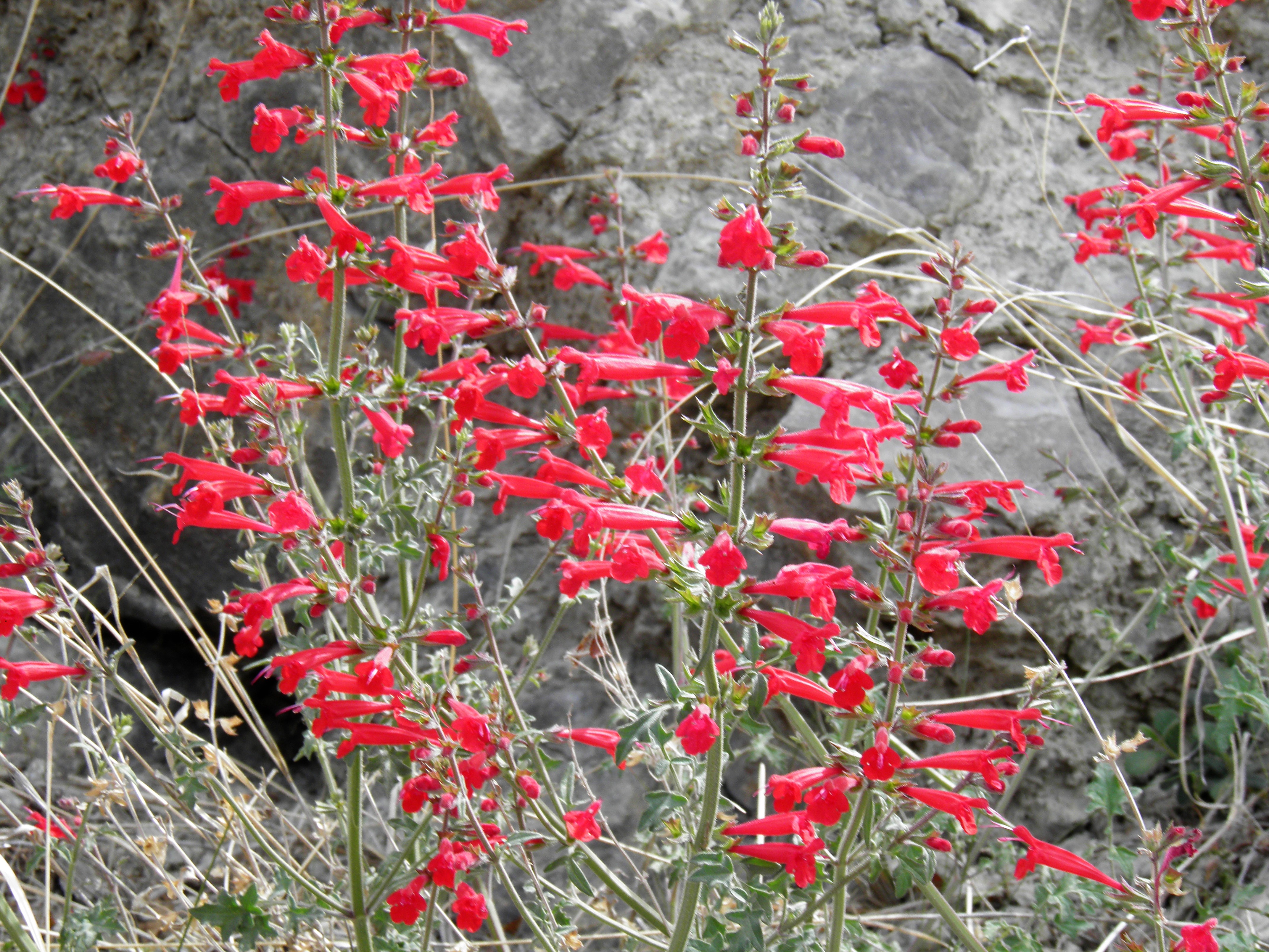 <i>Salvia henryi</i>; Crimson Sage