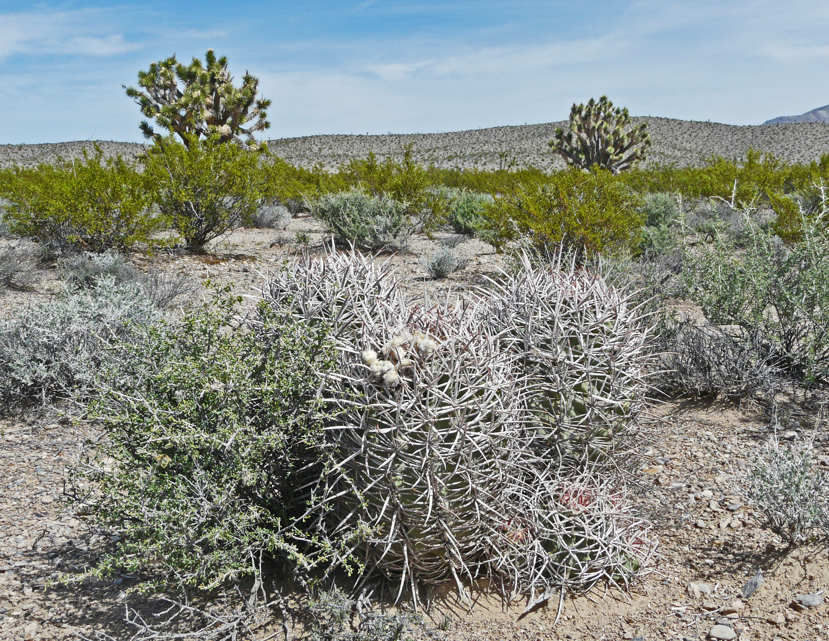 <i>Echinocactus polycephalus</i>; Cottontop Cactus