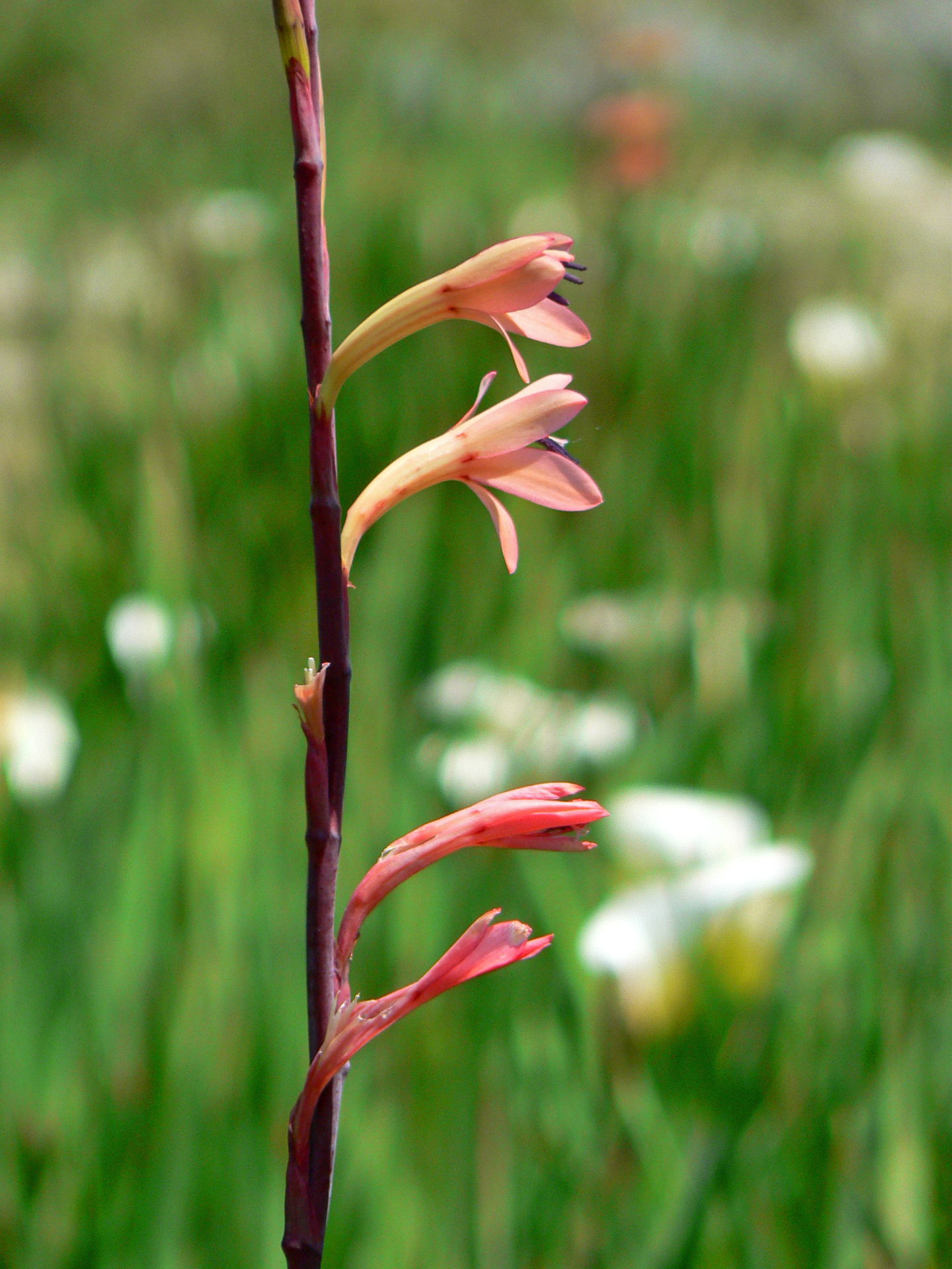 <i>Watsonia meriana</i>; Bulbil Bugle-lily