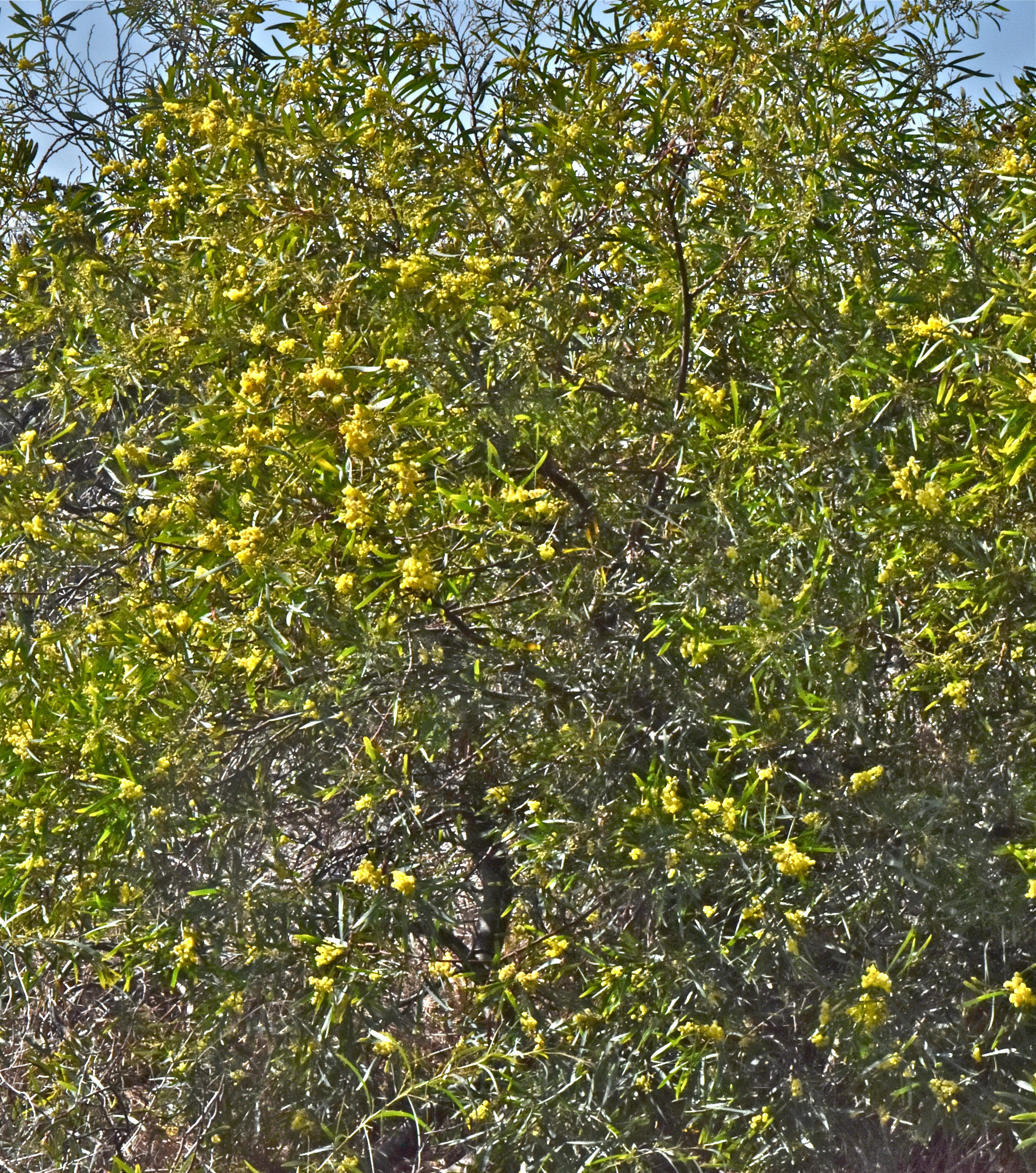 <i>Acacia retinodes</i>
