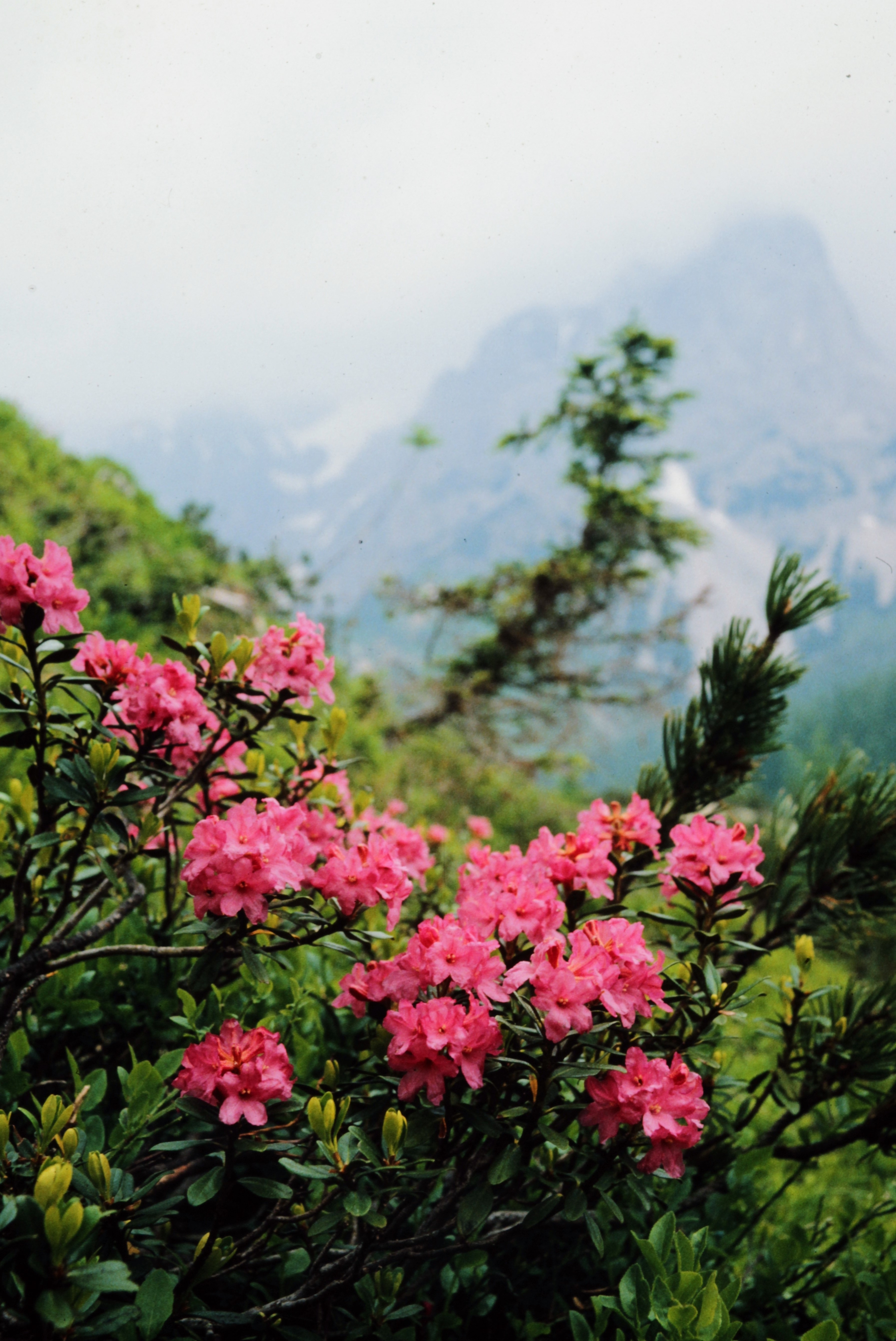 <i>Rhododendron ferrugineum</i>; Alpenrose