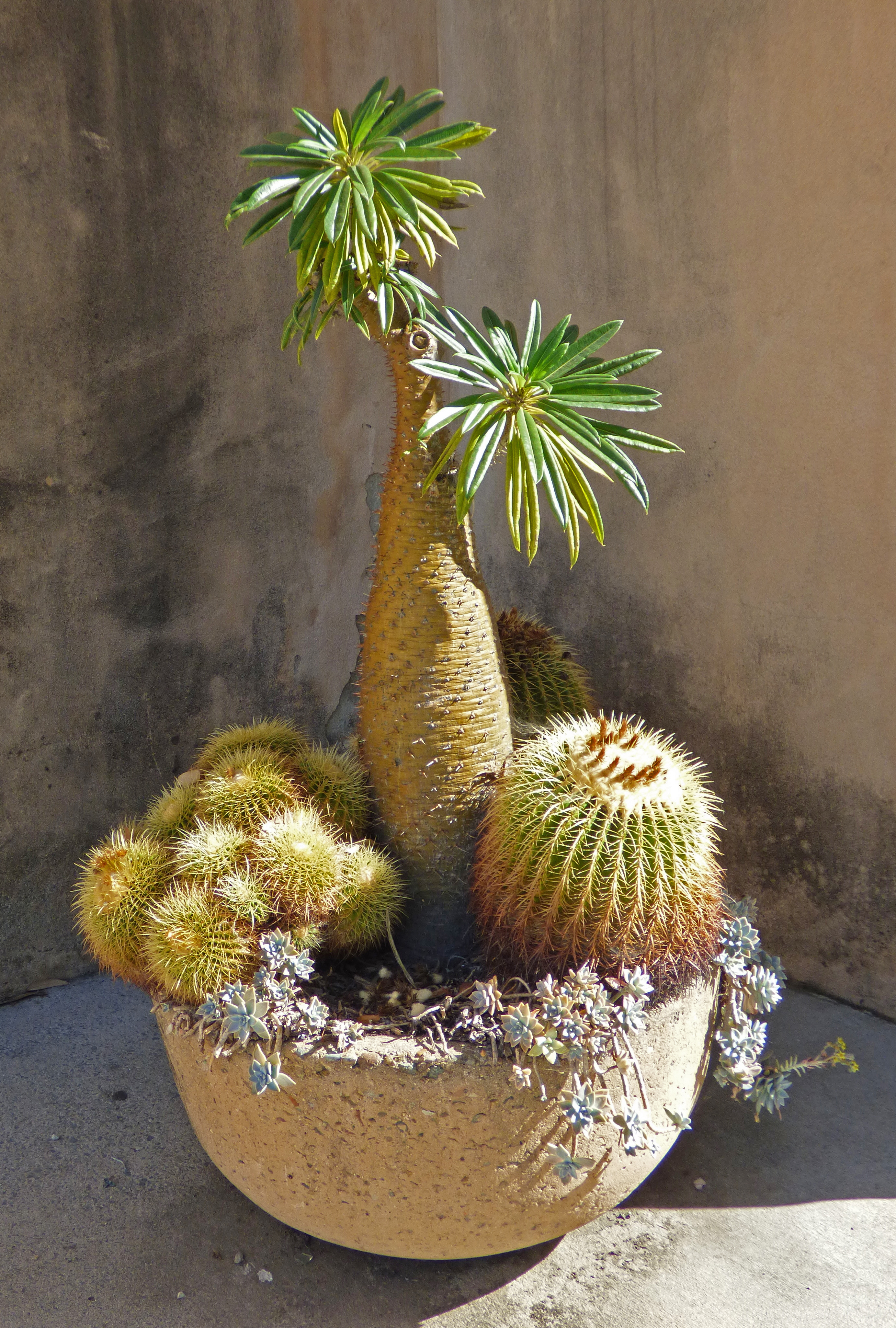 <i>Pachypodium lamerei</i>; Madagascar Palm; <small>(shown with <i><a href=/cgi/img_query?where-taxon=Echinocactus+grusonii&title_tag=Echinocactus+grusonii>Echinocactus grusonii</a></i>)</small>