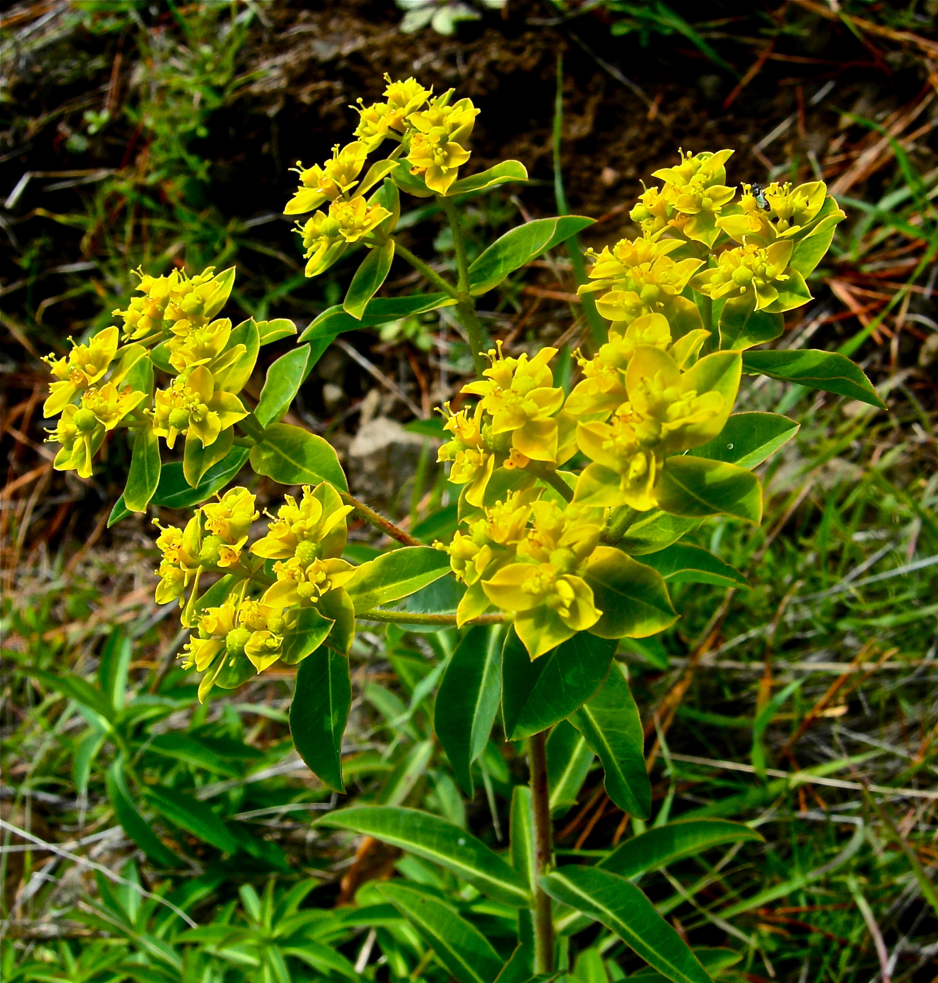 <i>Euphorbia oblongata</i>