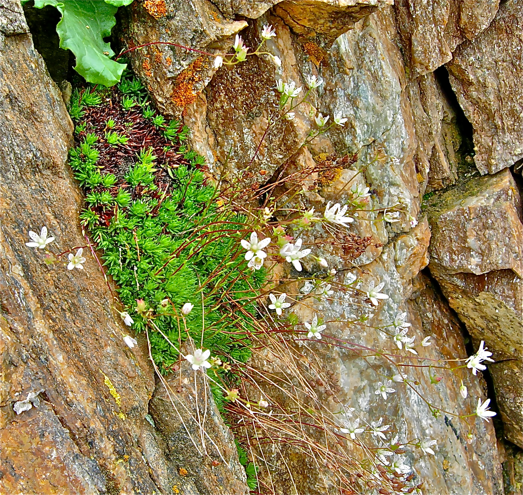 <i>Saxifraga bronchialis var. austromontana</i>; Spotted Saxifrage