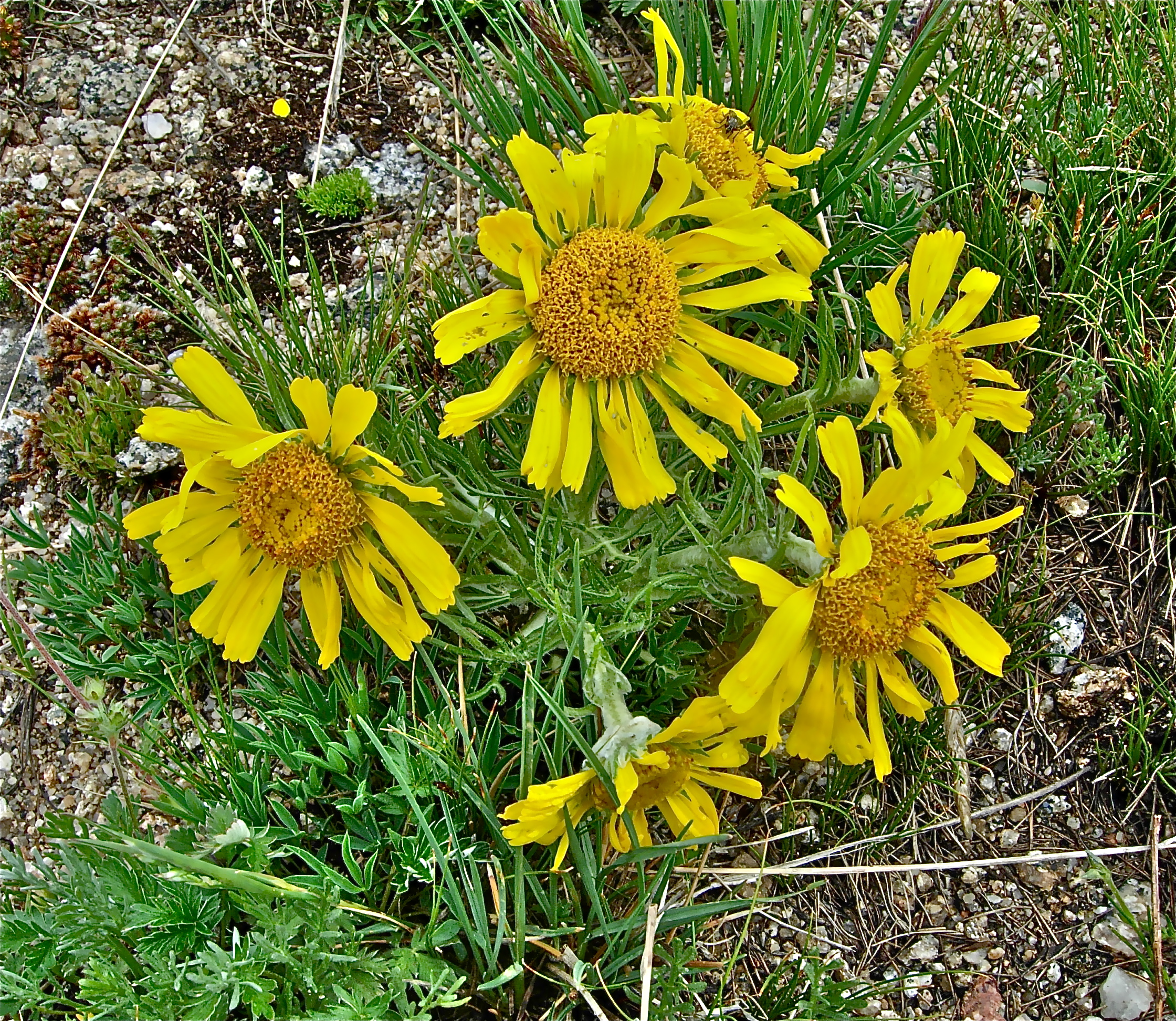 <i>Hymenoxys grandiflora</i>; Alpine Sunflower