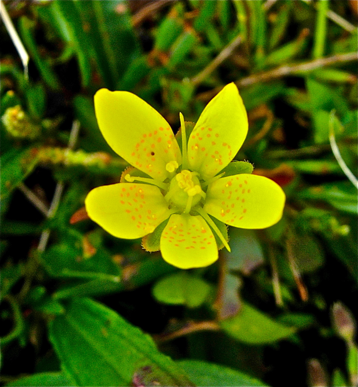 <i>Saxifraga chrysantha</i>; Golden Saxifrage