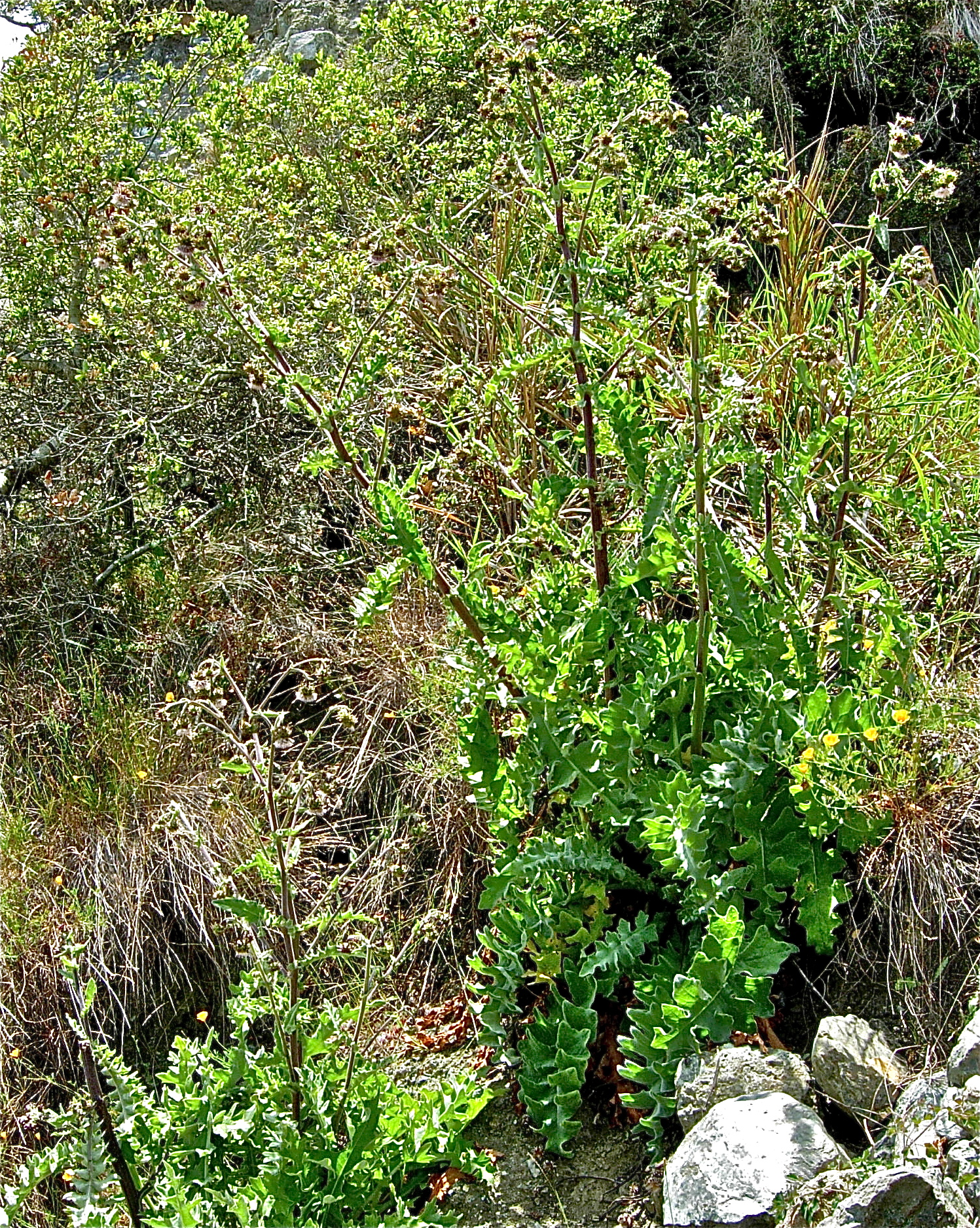 <i>Cirsium fontinale var. obispoense</i>; San Luis Obispo Fountain Thistle