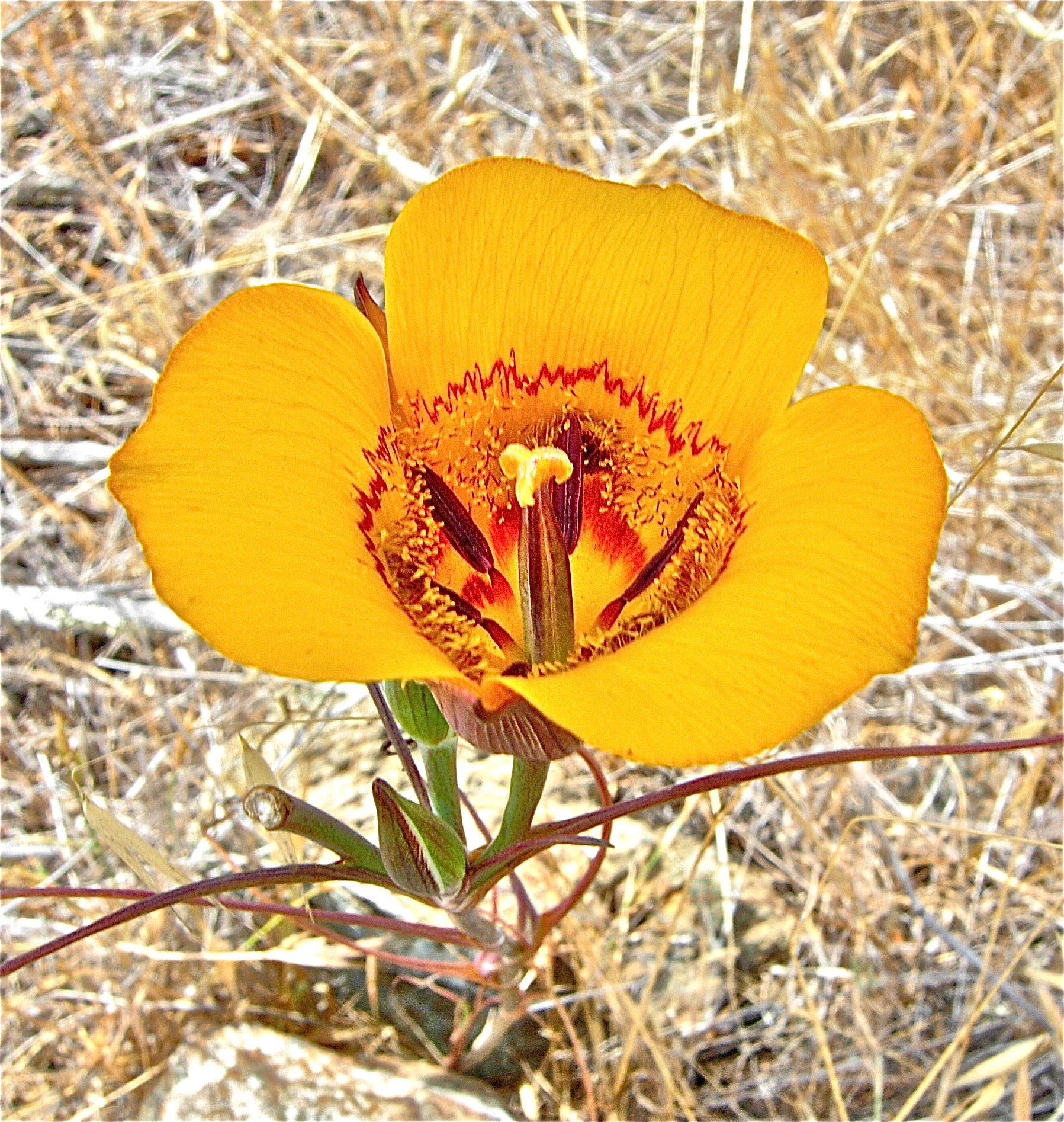 <i>Calochortus clavatus var. clavatus</i>; Club Haired Mariposa Lily