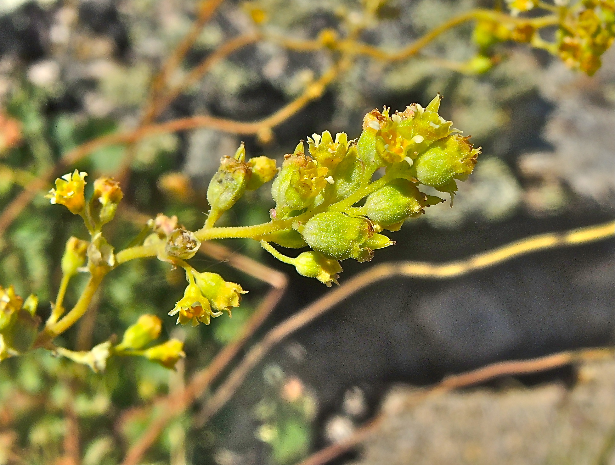 <i>Heuchera parvifolia</i>; Littleleaf Alum Root