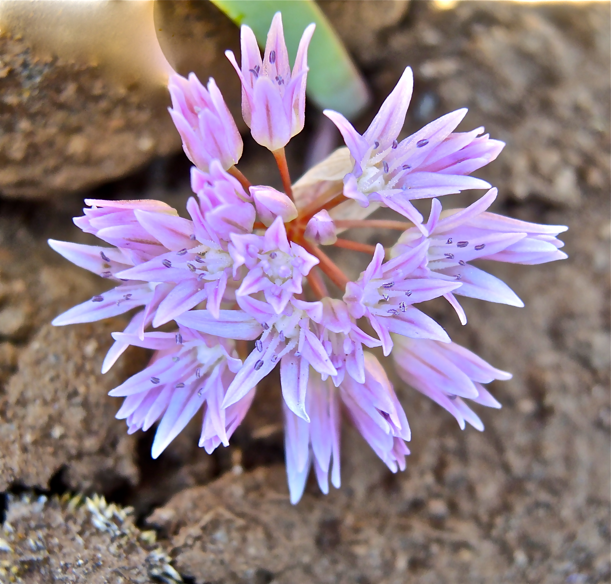 <i>Allium siskiyouense</i>