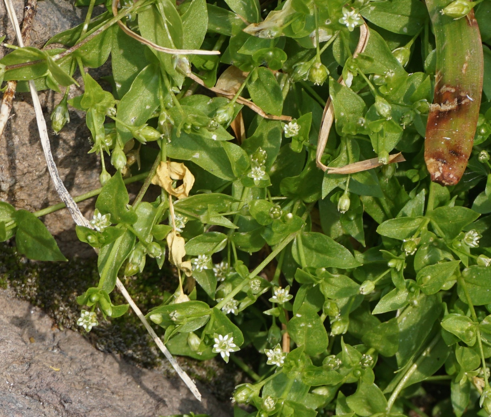 <i>Stellaria calycantha</i>; Northern Bogwort