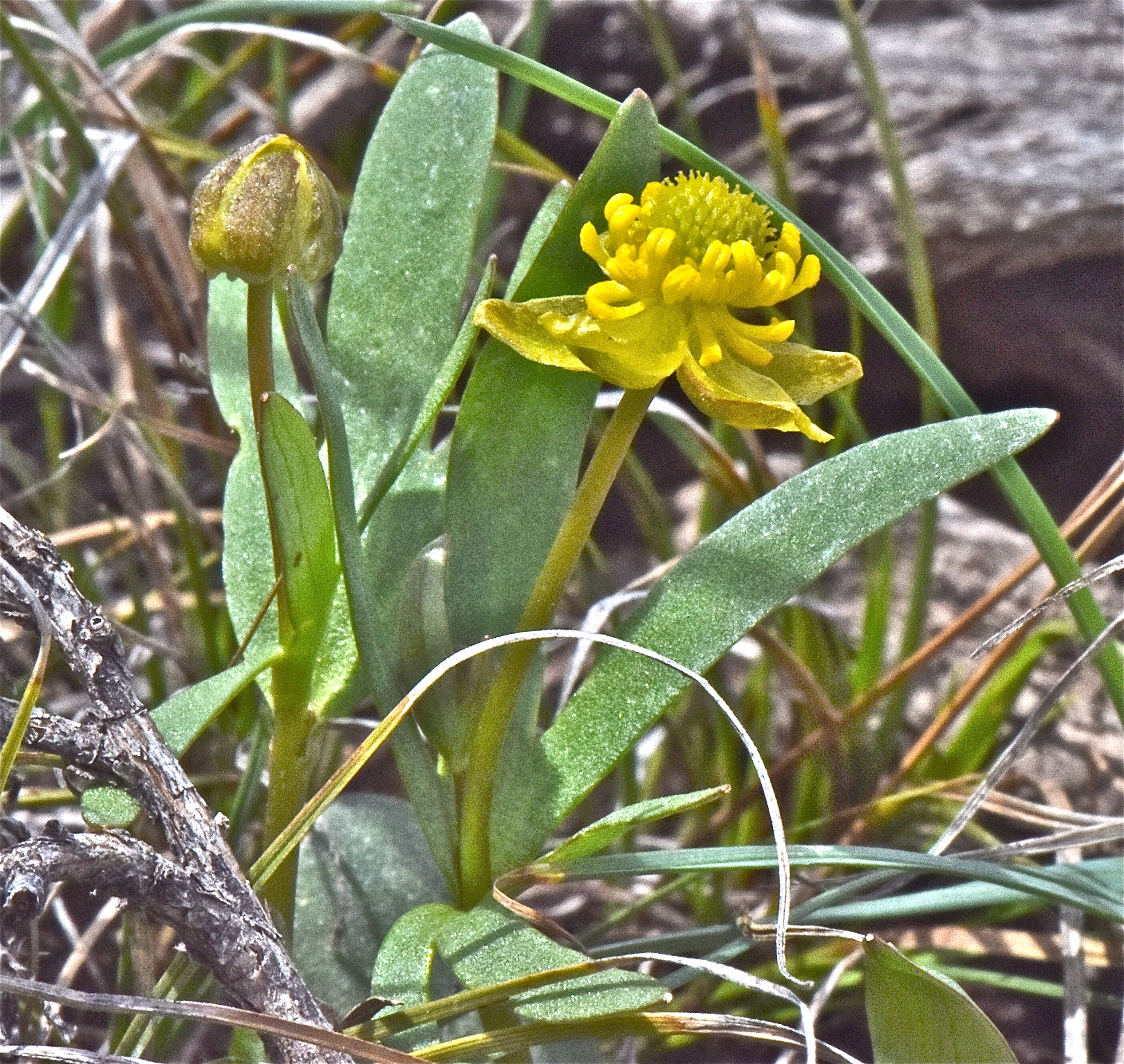<i>Ranunculus glaberrimus var. ellipticus</i>