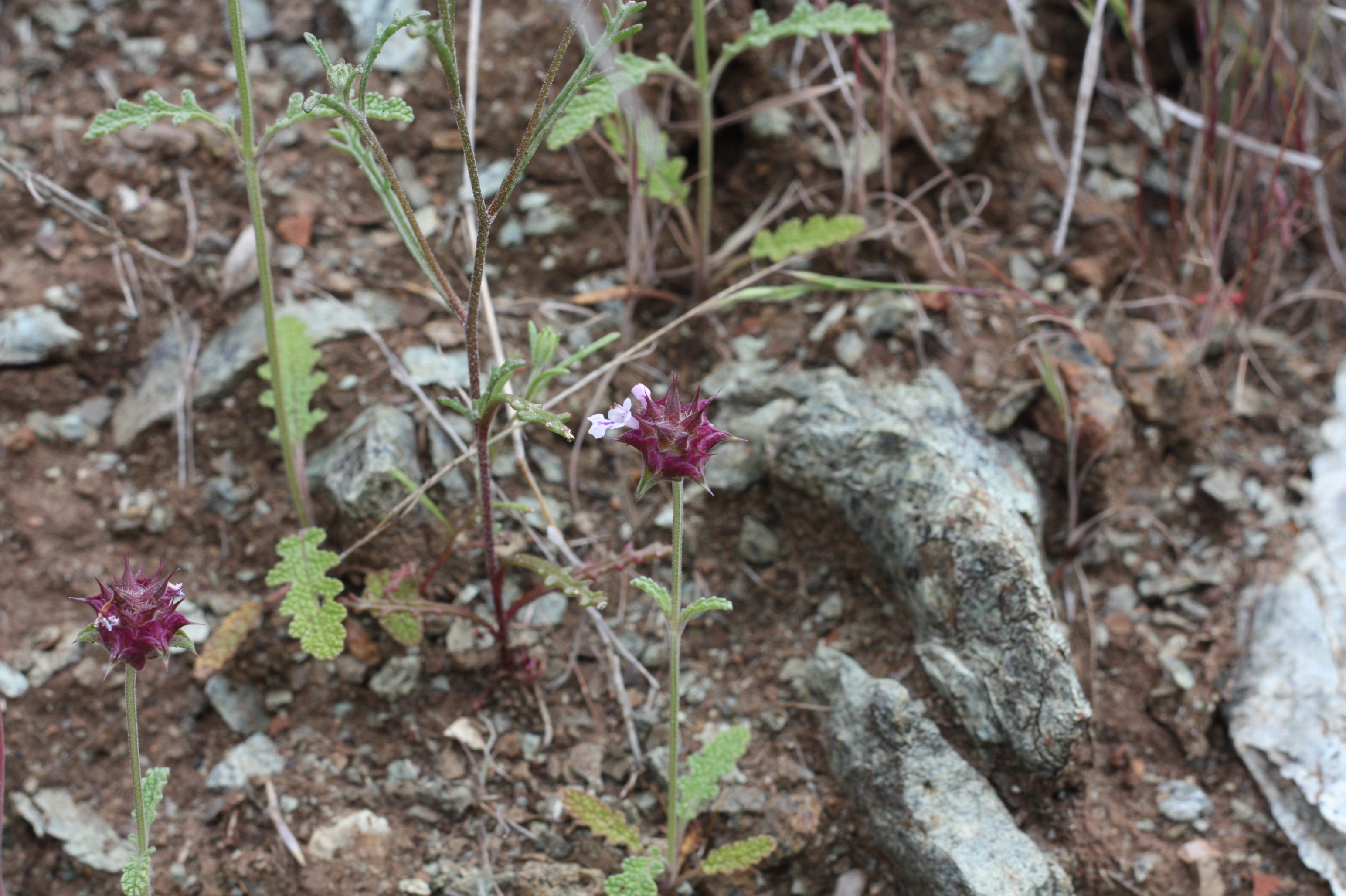 <i>Salvia columbariae</i>; Chia Sage