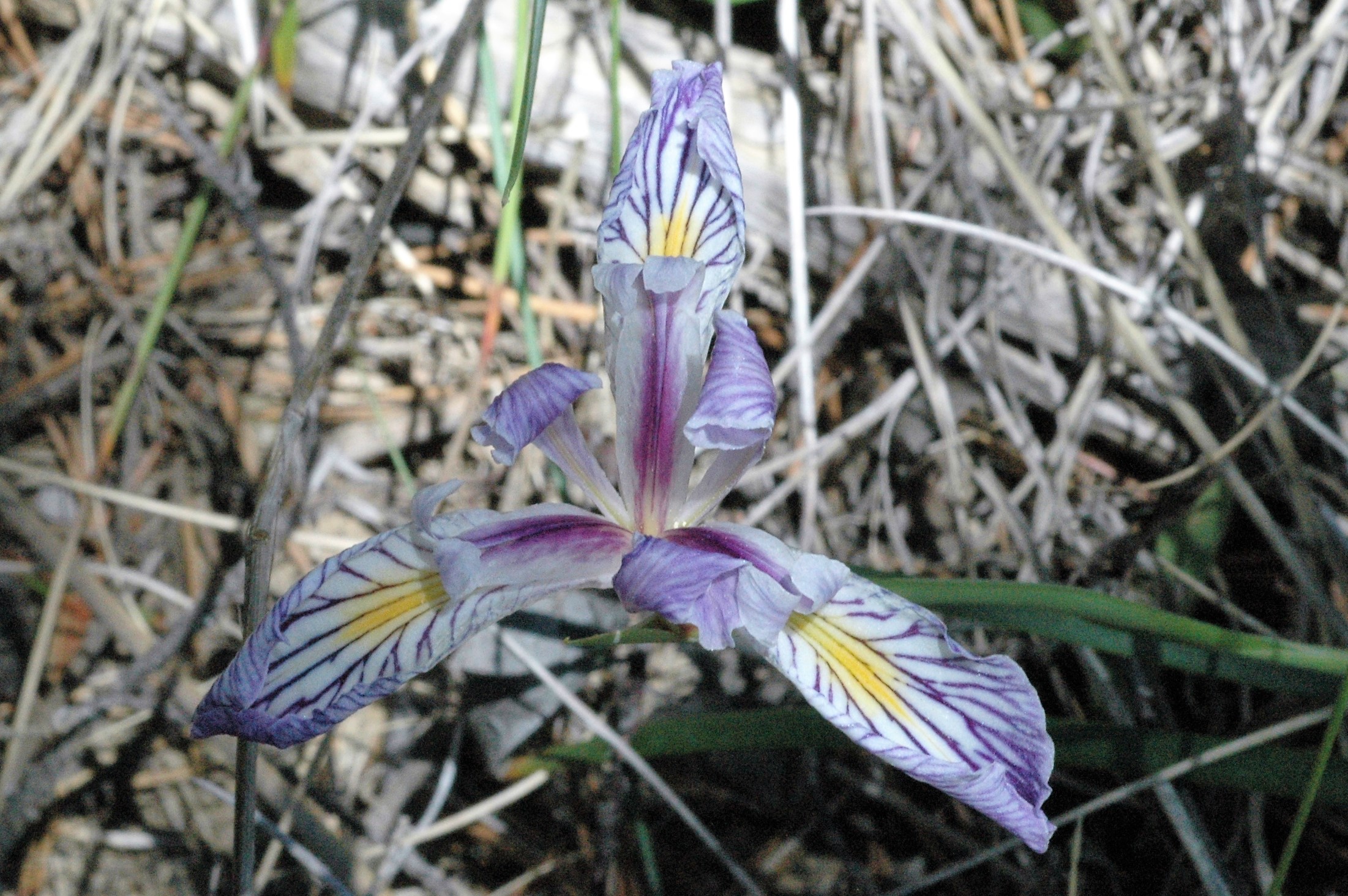 <i>Iris thompsonii</i>; Thompson's Iris