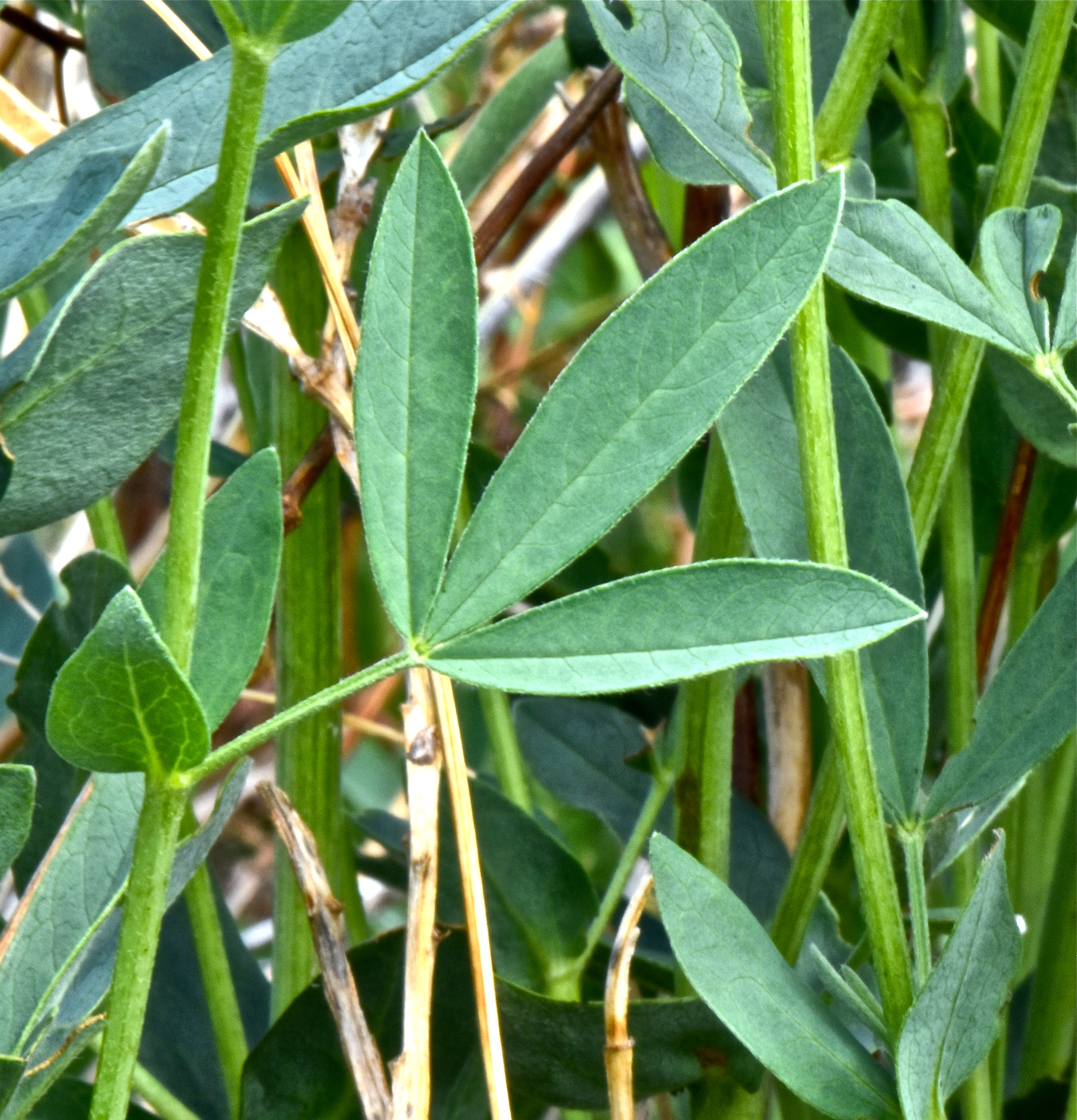 <i>Thermopsis montana</i>