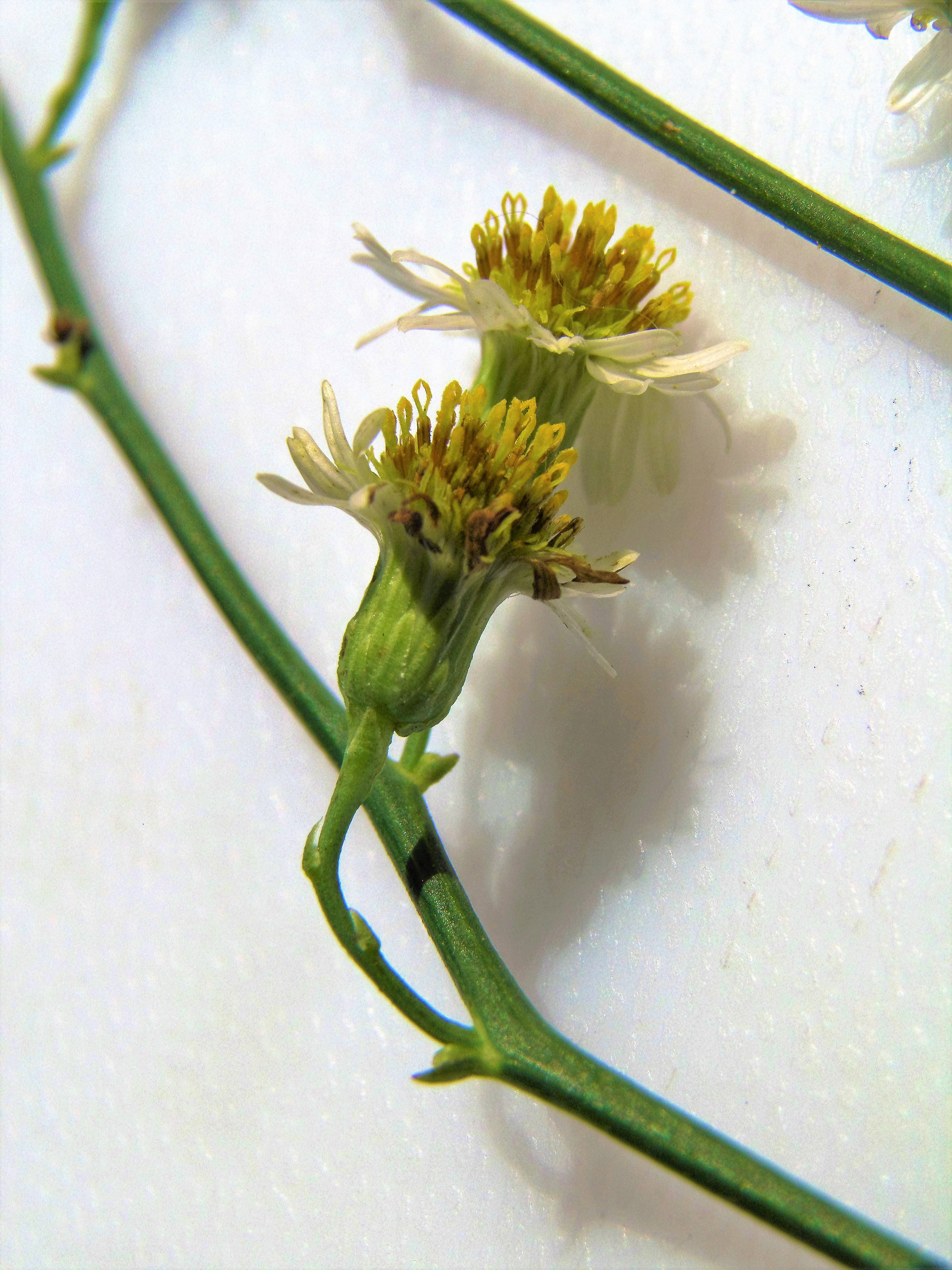<i>Chloracantha spinosa</i>; Mexican Devilweed