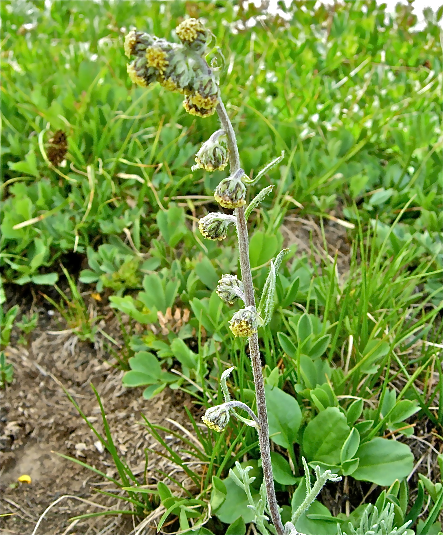 <i>Artemisia scopulorum</i>