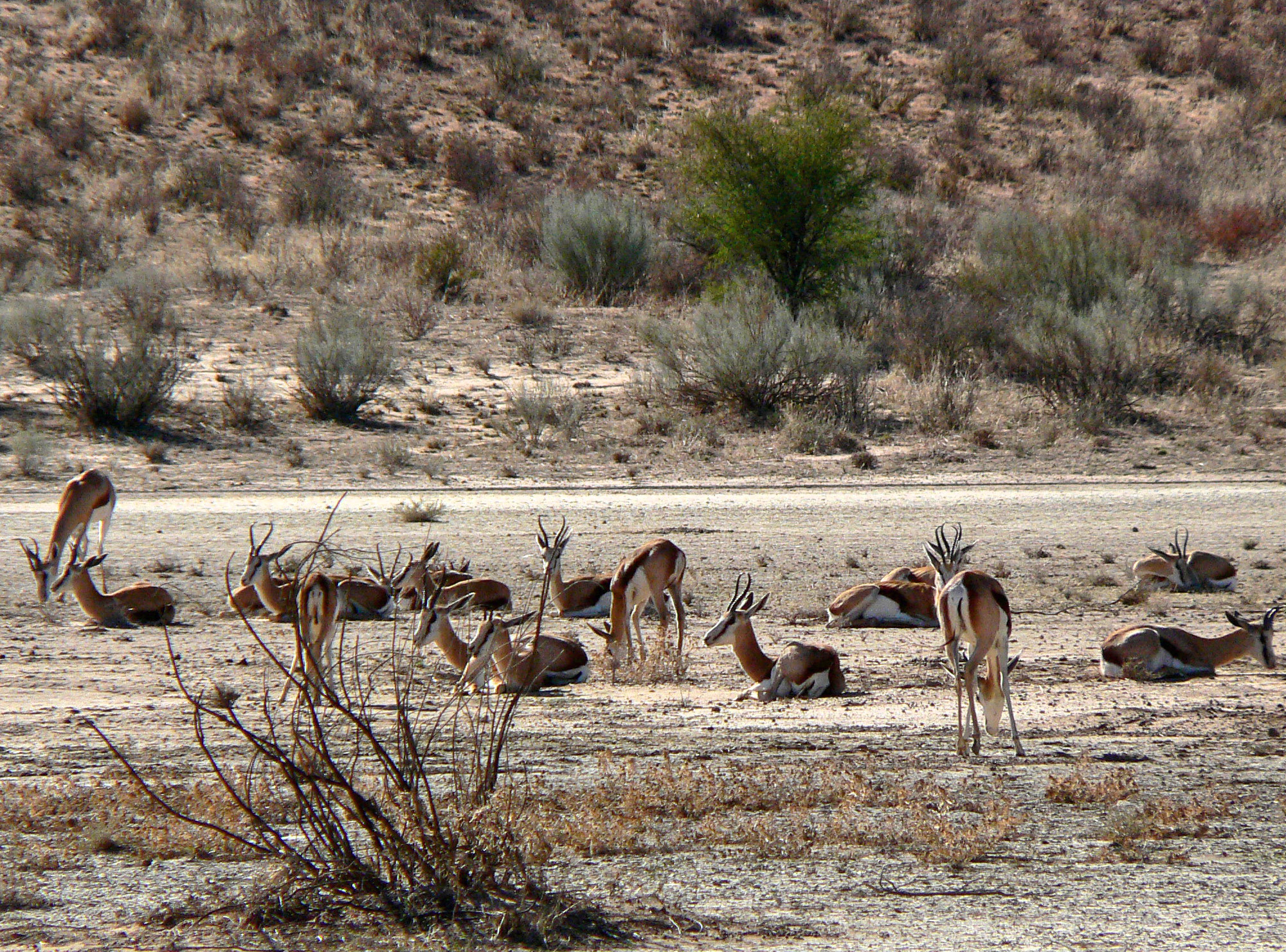<i>Antidorcas marsupialis</i>; Springbok
