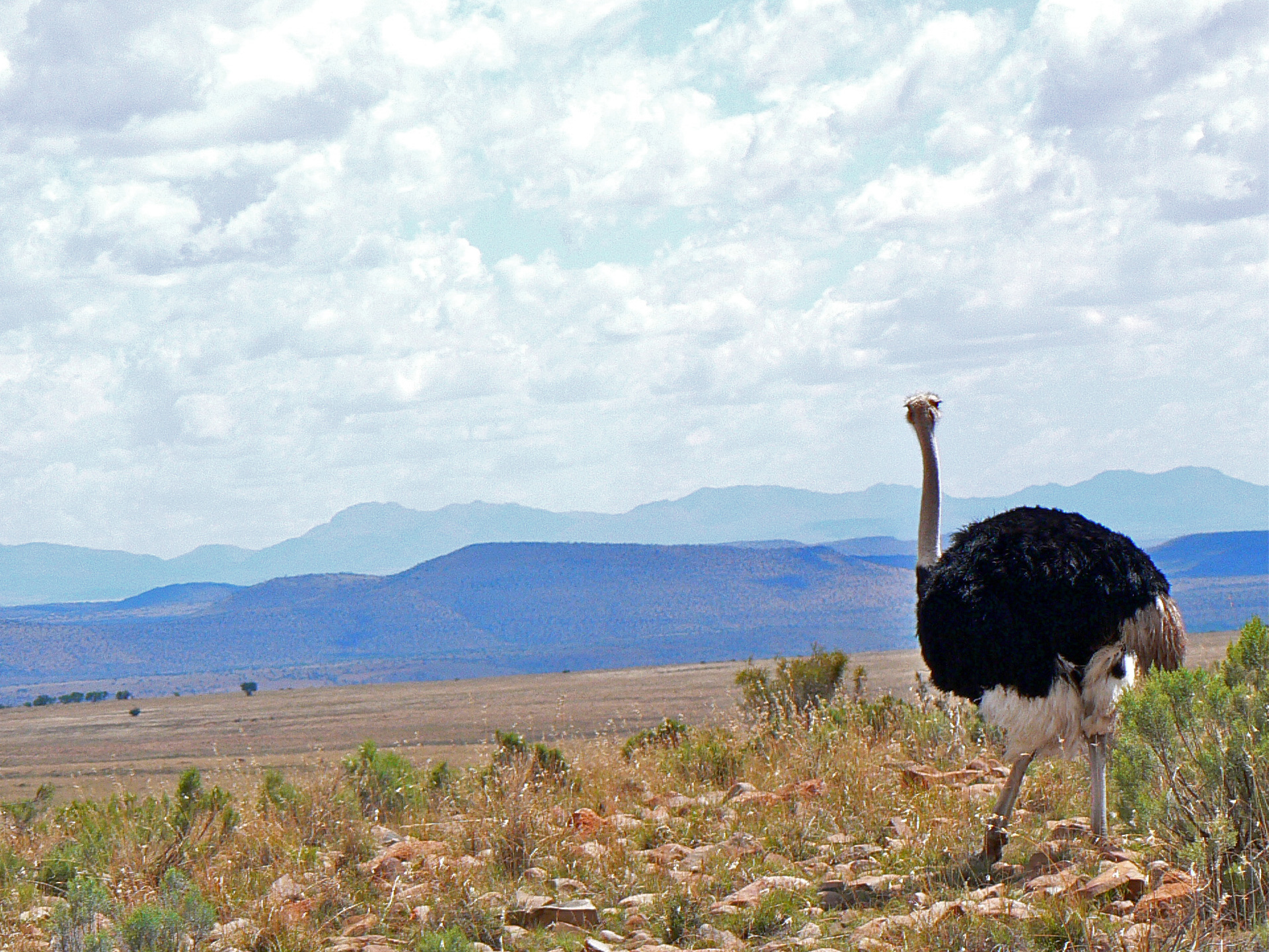 <i>Struthio camelus australis</i>; Southern Ostrich