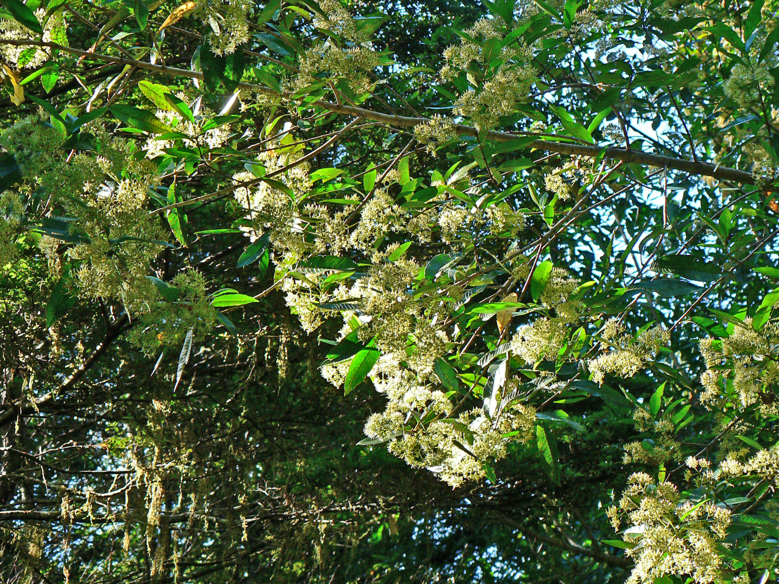 <i>Caldcluvia paniculata</i>; Tiaca