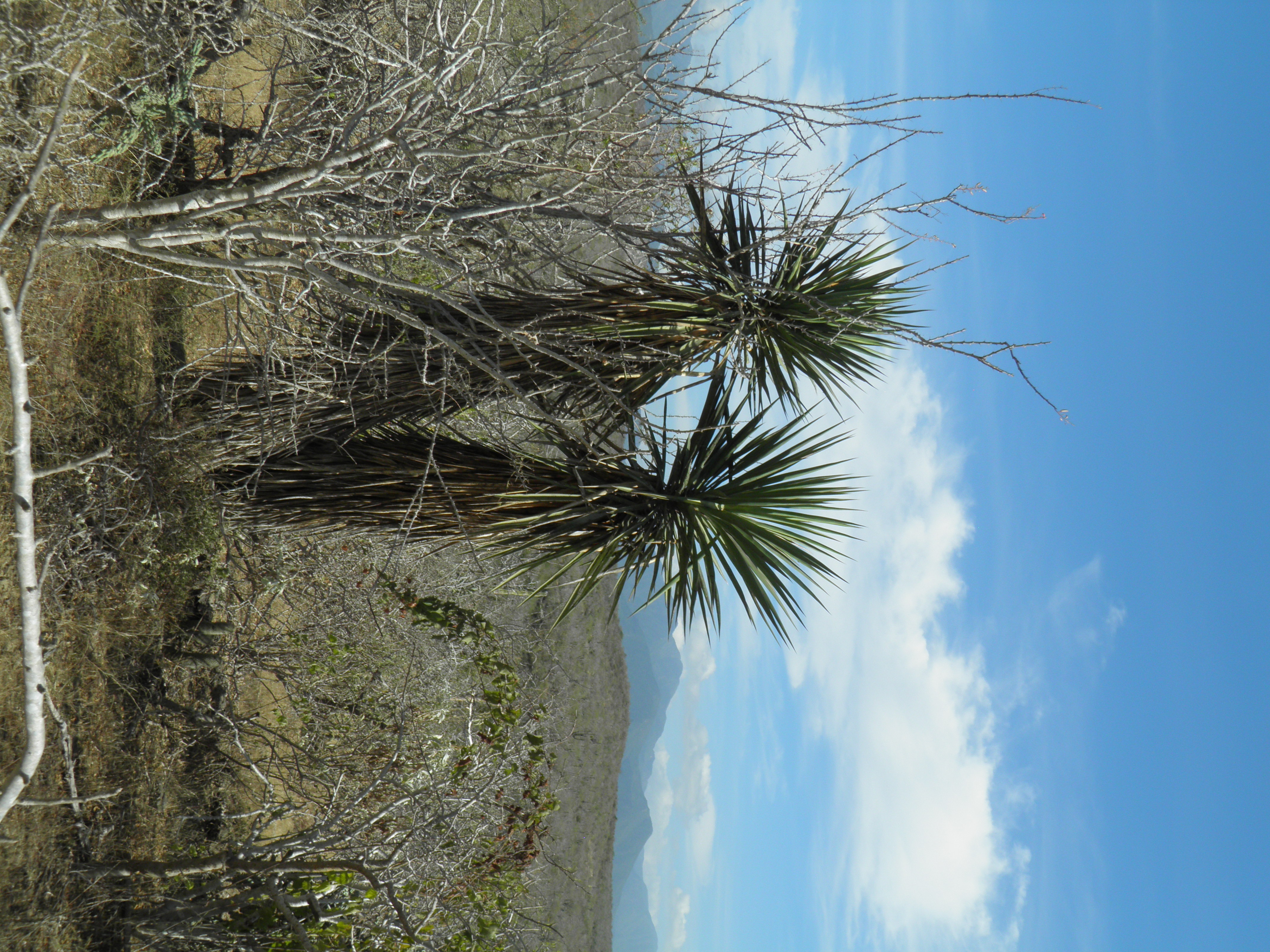 <i>Yucca capensis</i>; Cape Yucca, Datilillito
