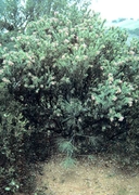 Arctostaphylos auriculata