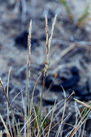Photo of Agrostis blasdalei