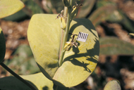 Streptanthus drepanoides
