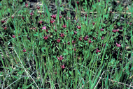 Trifolium depauperatum var. depauperatum