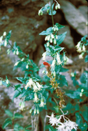 Large-Flowered Brickelbush